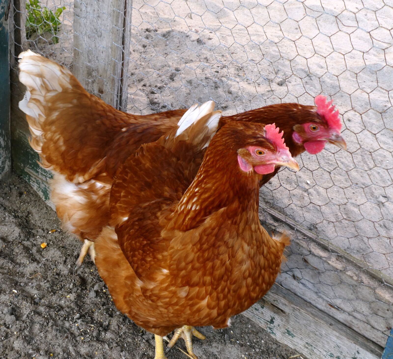 Panasonic Lumix DC-ZS70 (Lumix DC-TZ90) sample photo. Chickens, coop, poultry photography