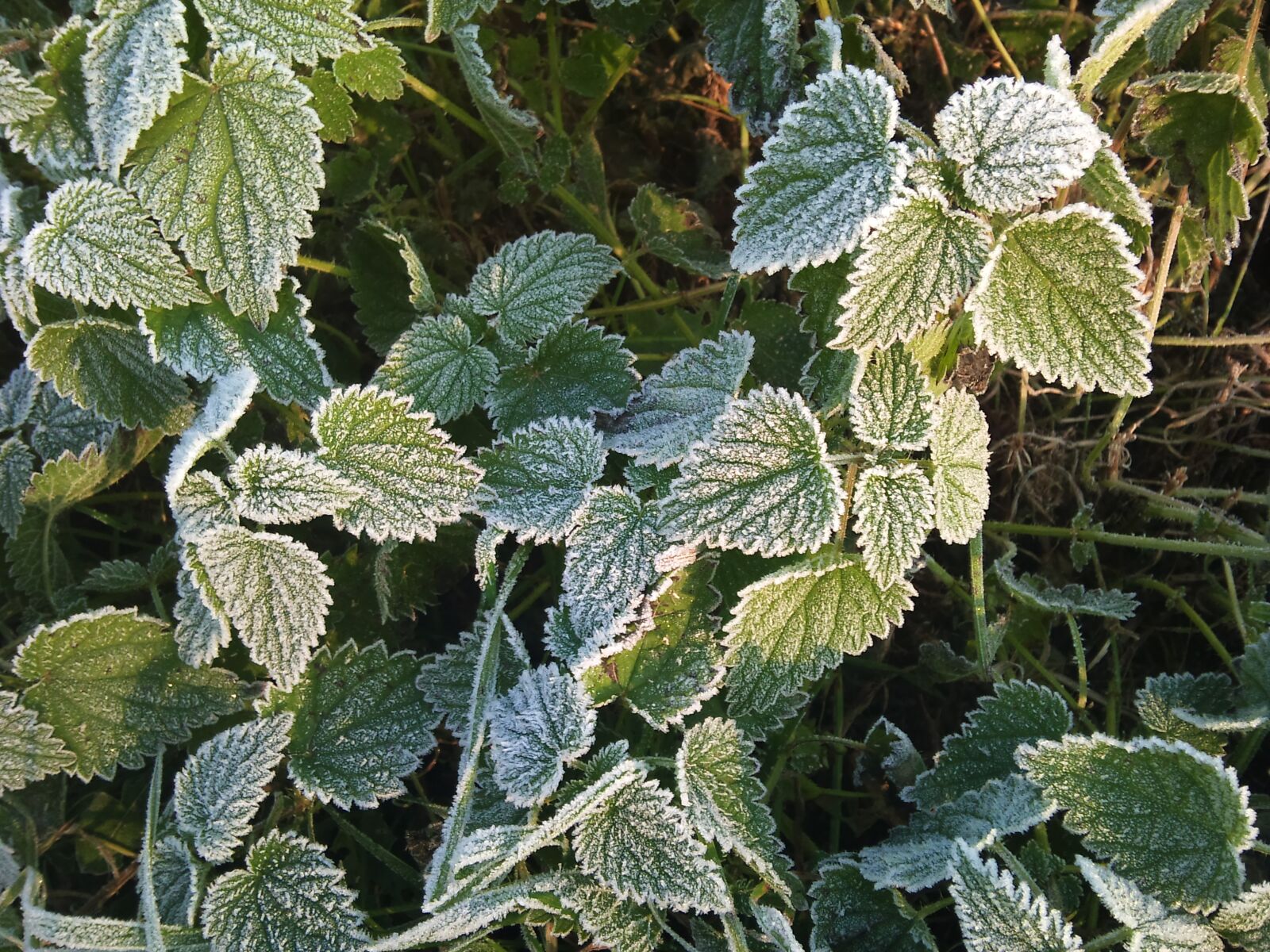Sony Ericsson U10i sample photo. Leaves, winter, frost photography