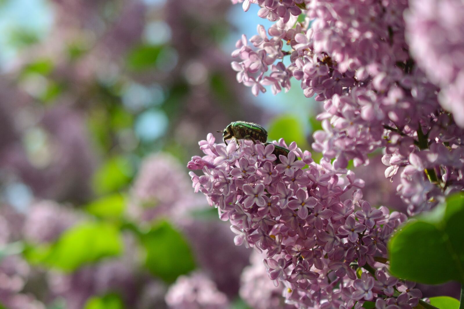 Nikon D5200 sample photo. Lilac, pink, purple photography