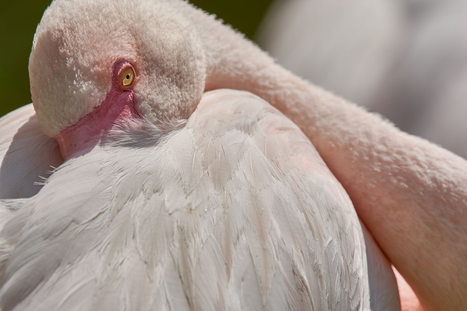 Nikon AF-S Nikkor 200-500mm F5.6E ED VR sample photo. Flamingo, sleep, pink flamingo photography