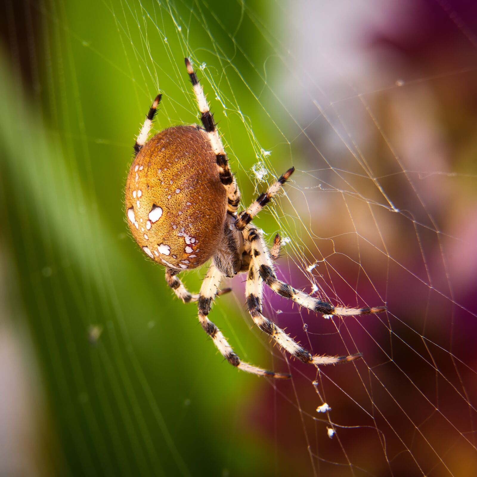 Nikon D7200 sample photo. Spider, macro, four stain photography