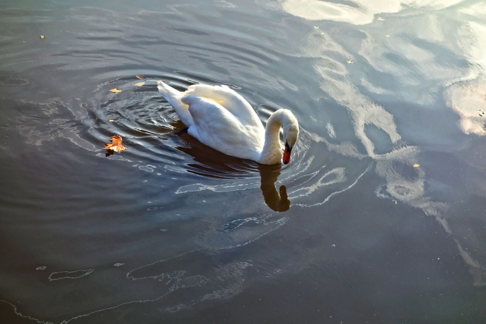 Sony Cyber-shot DSC-RX100 sample photo. Swan, bird, waterbird photography