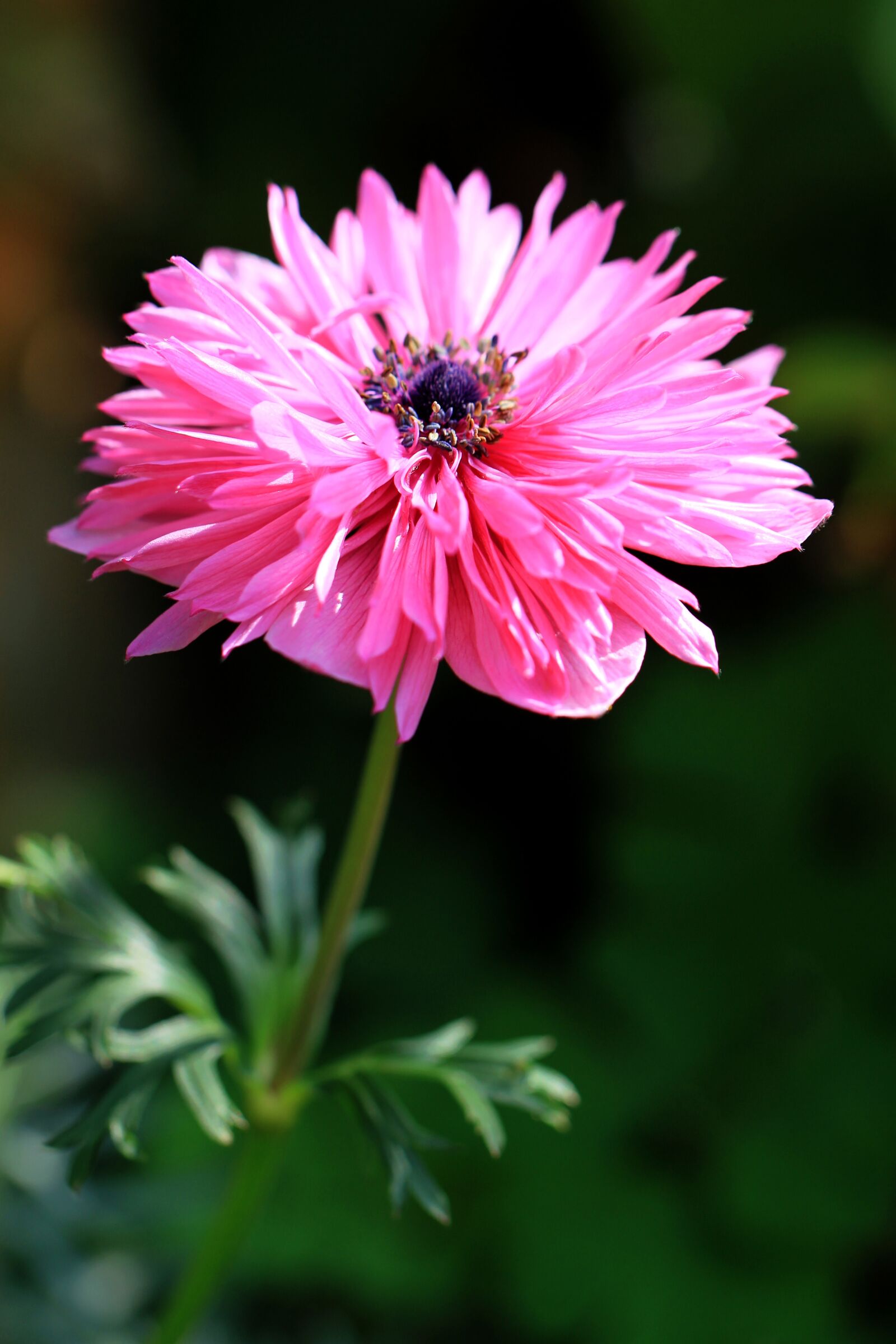 Canon EF 100mm F2.8L Macro IS USM sample photo. Flower, garden, pink photography