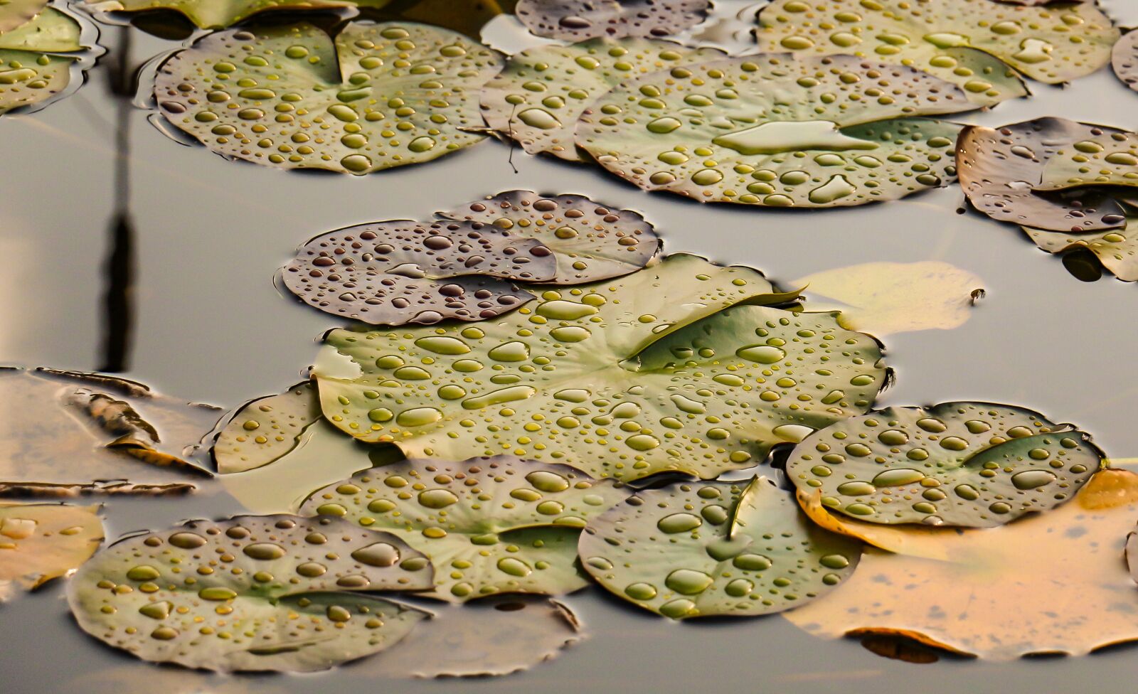 Canon EOS 700D (EOS Rebel T5i / EOS Kiss X7i) sample photo. Nature, background, lily pad photography