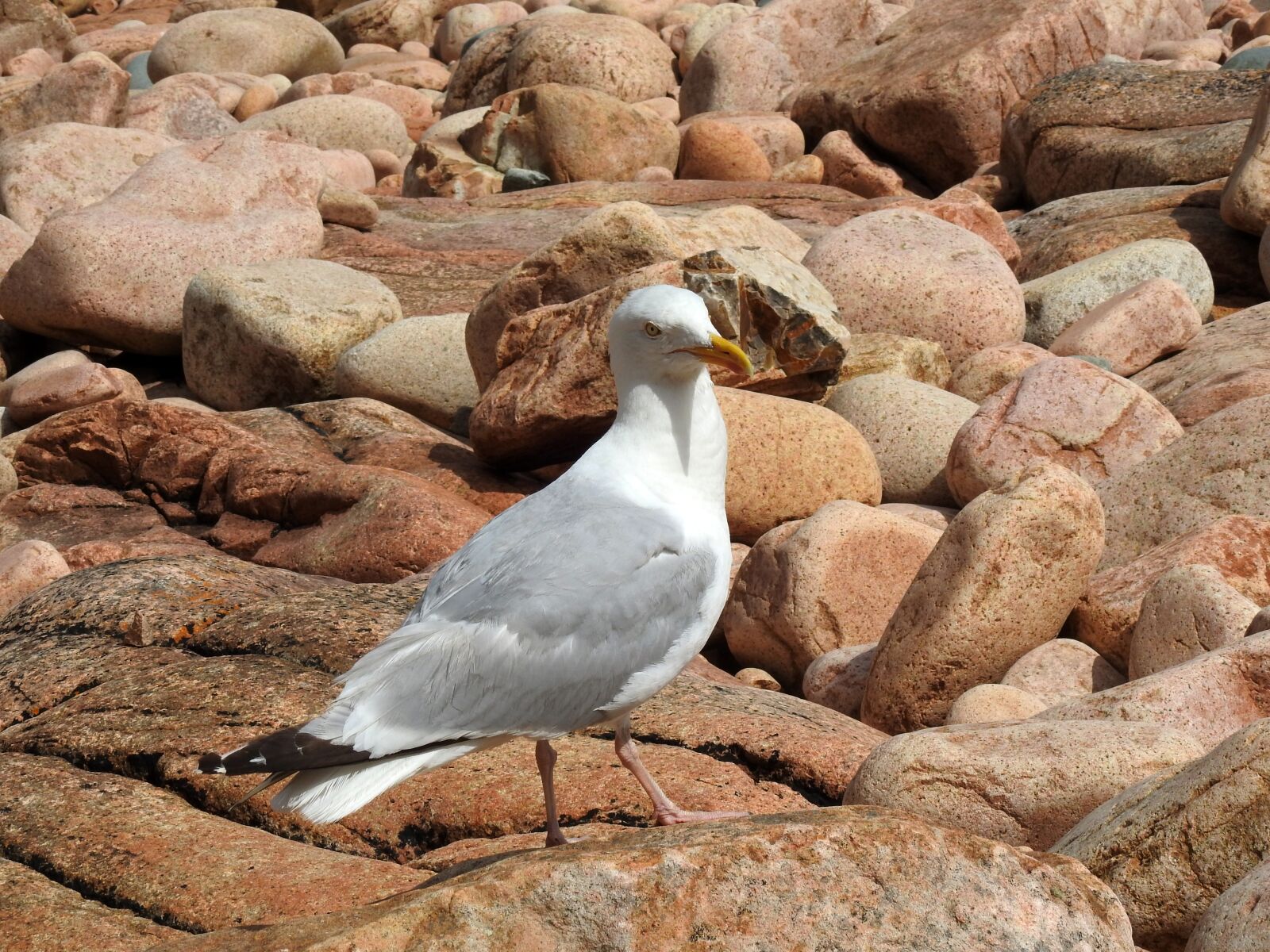 Nikon Coolpix P900 sample photo. Seagull, bird, nature photography