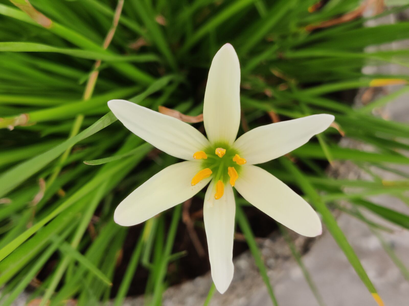 OnePlus AC2001 sample photo. White lily, flower, lily photography