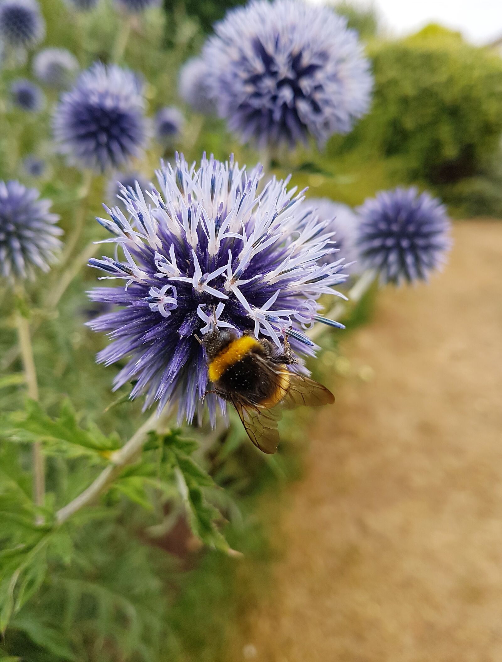 Samsung Galaxy S7 Edge sample photo. Flower, floral, plant photography