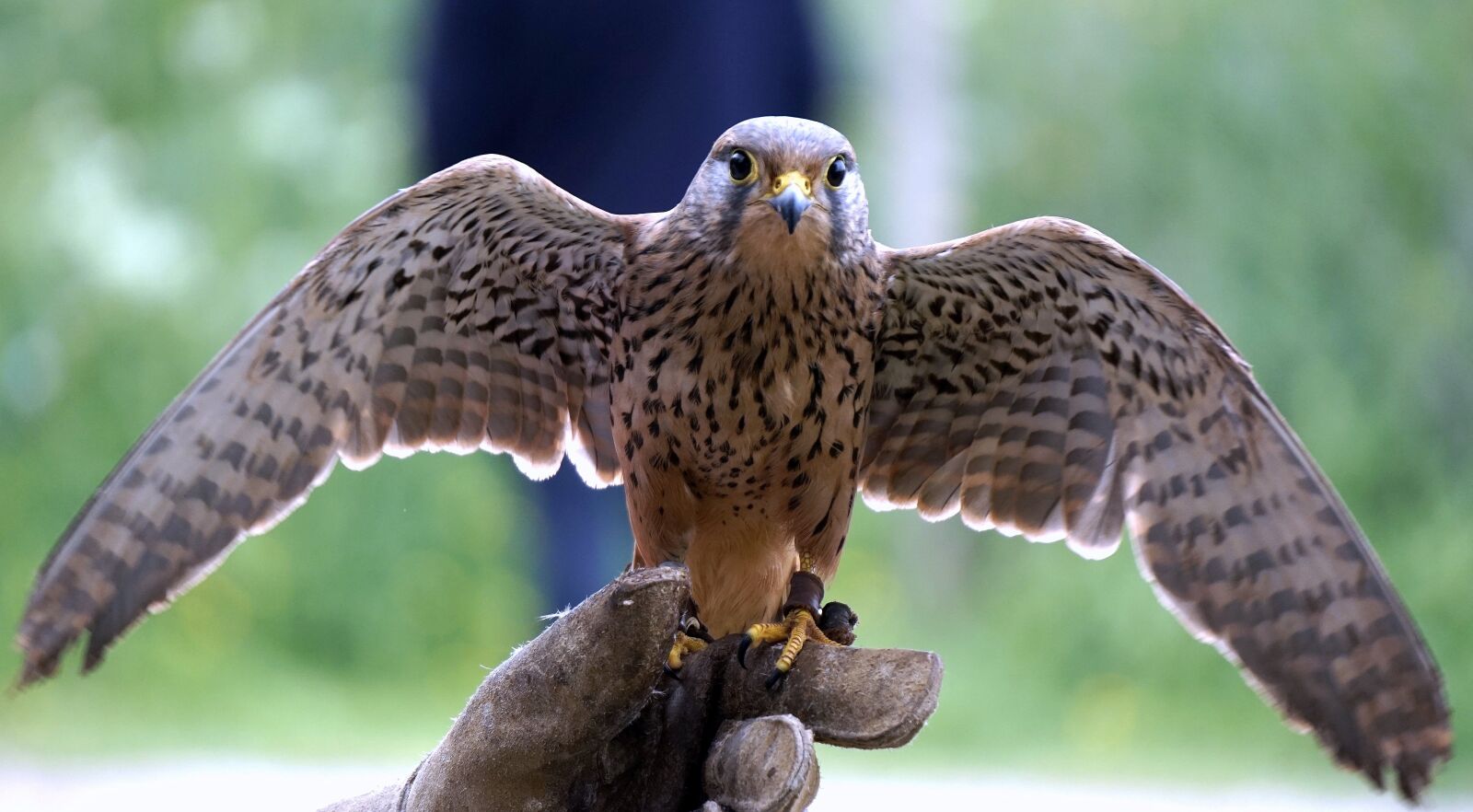 Sony E 55-210mm F4.5-6.3 OSS sample photo. Falconry, falcon, birds of photography