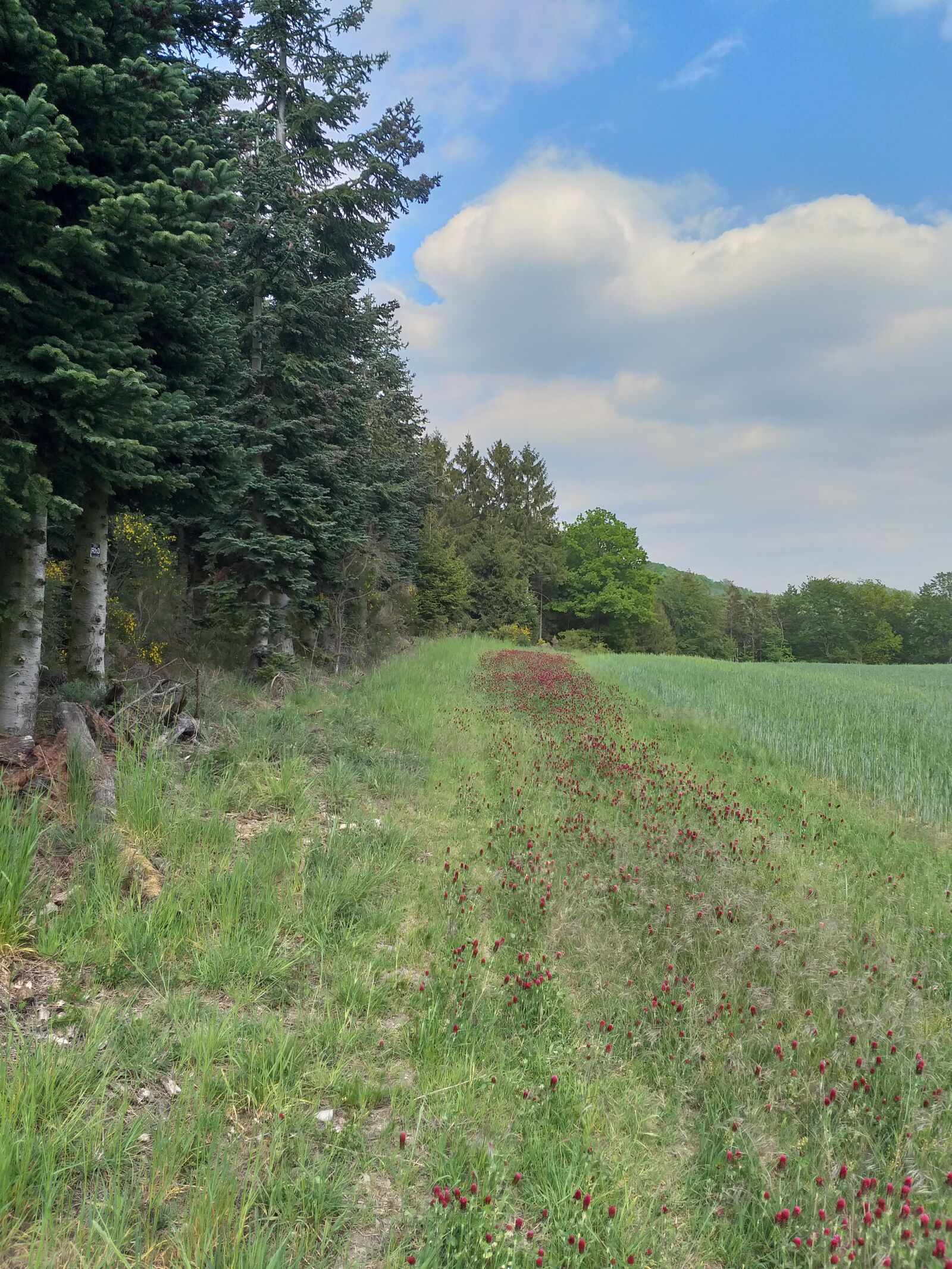 Samsung Galaxy A6+ sample photo. Forest, meadow, flowers photography
