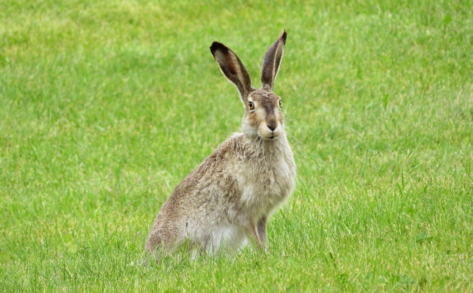 Canon PowerShot SX720 HS sample photo. Rabbit, bunny, hare photography