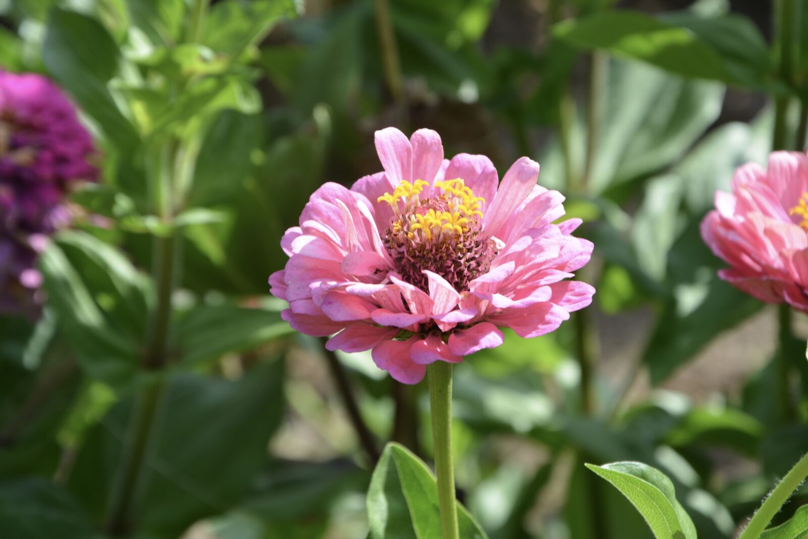 Nikon D5200 sample photo. Flower, flowers, petals photography