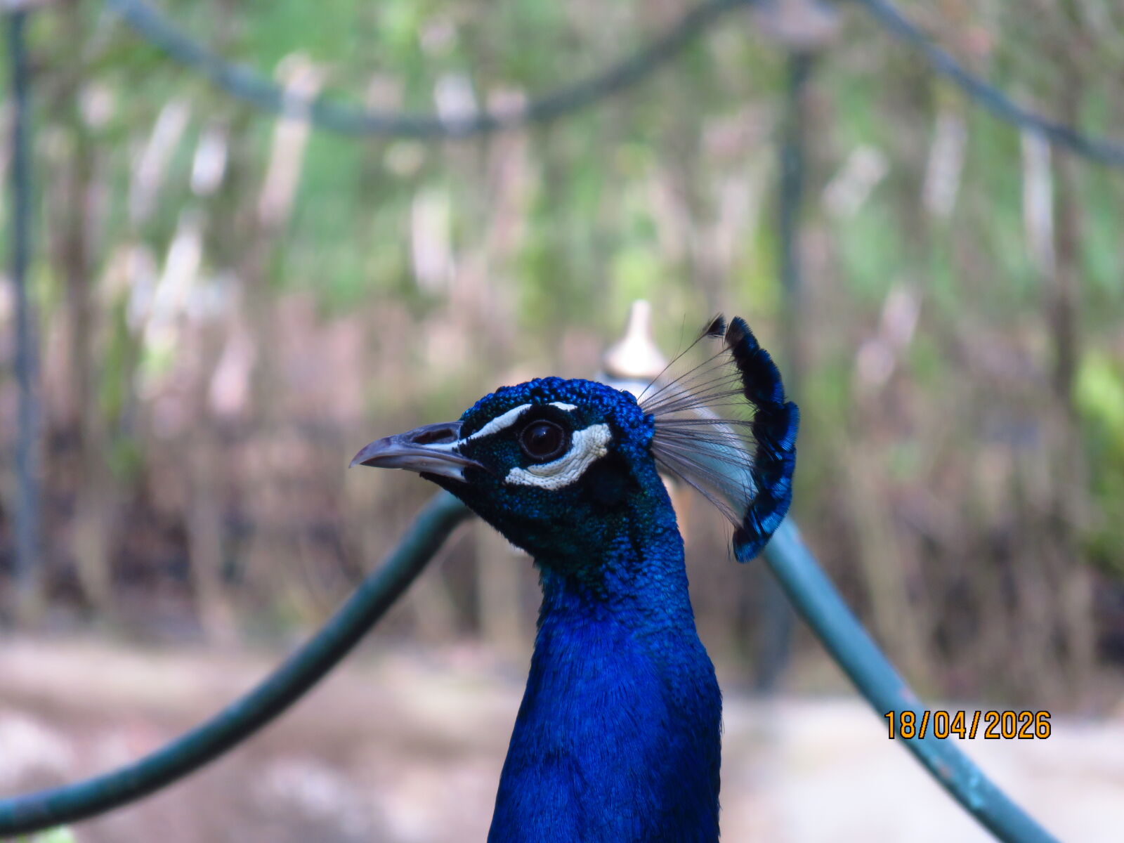 Canon PowerShot SX700 HS sample photo. Peacock in y ld photography