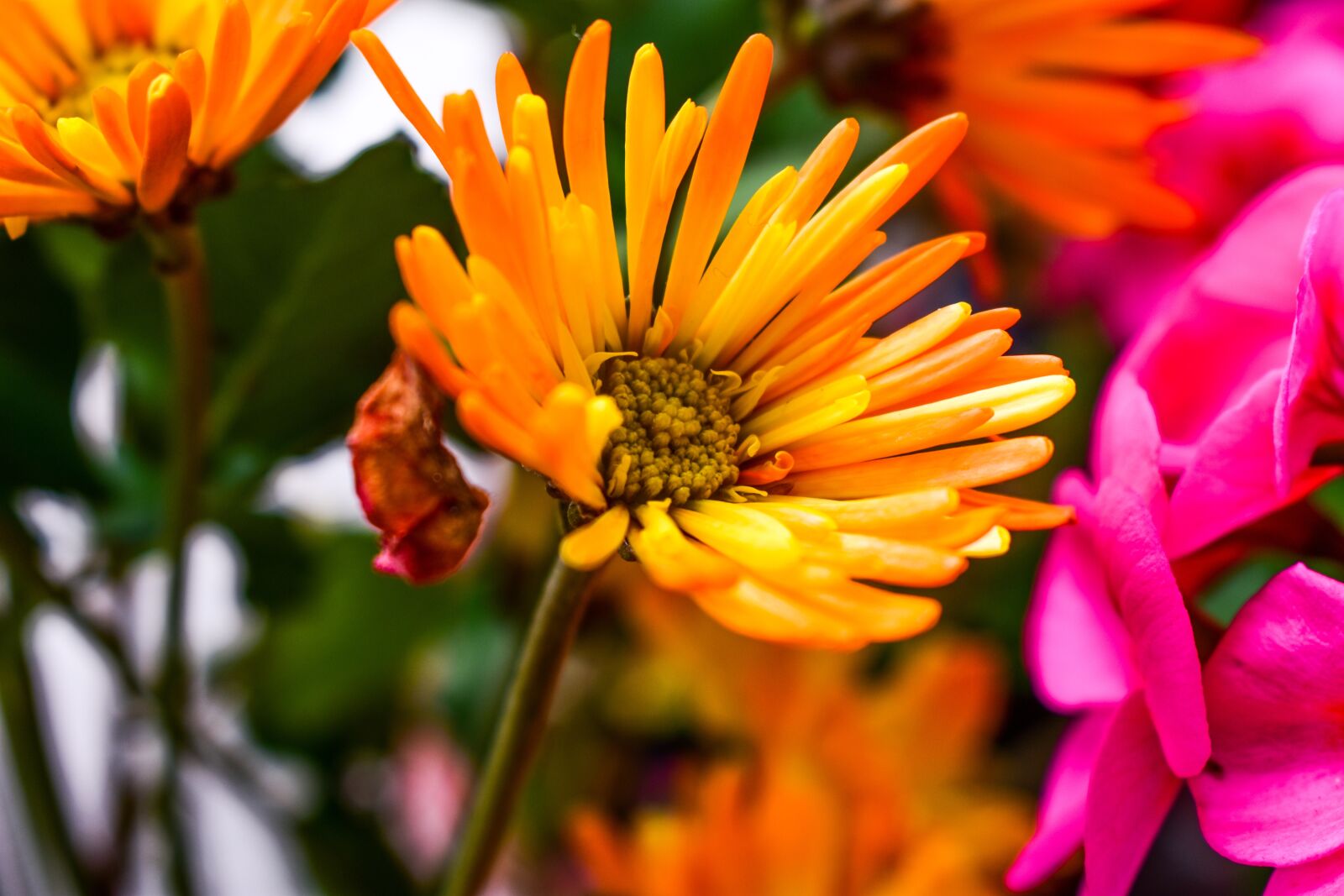 Nikon D3400 sample photo. Nature, flower, plant photography