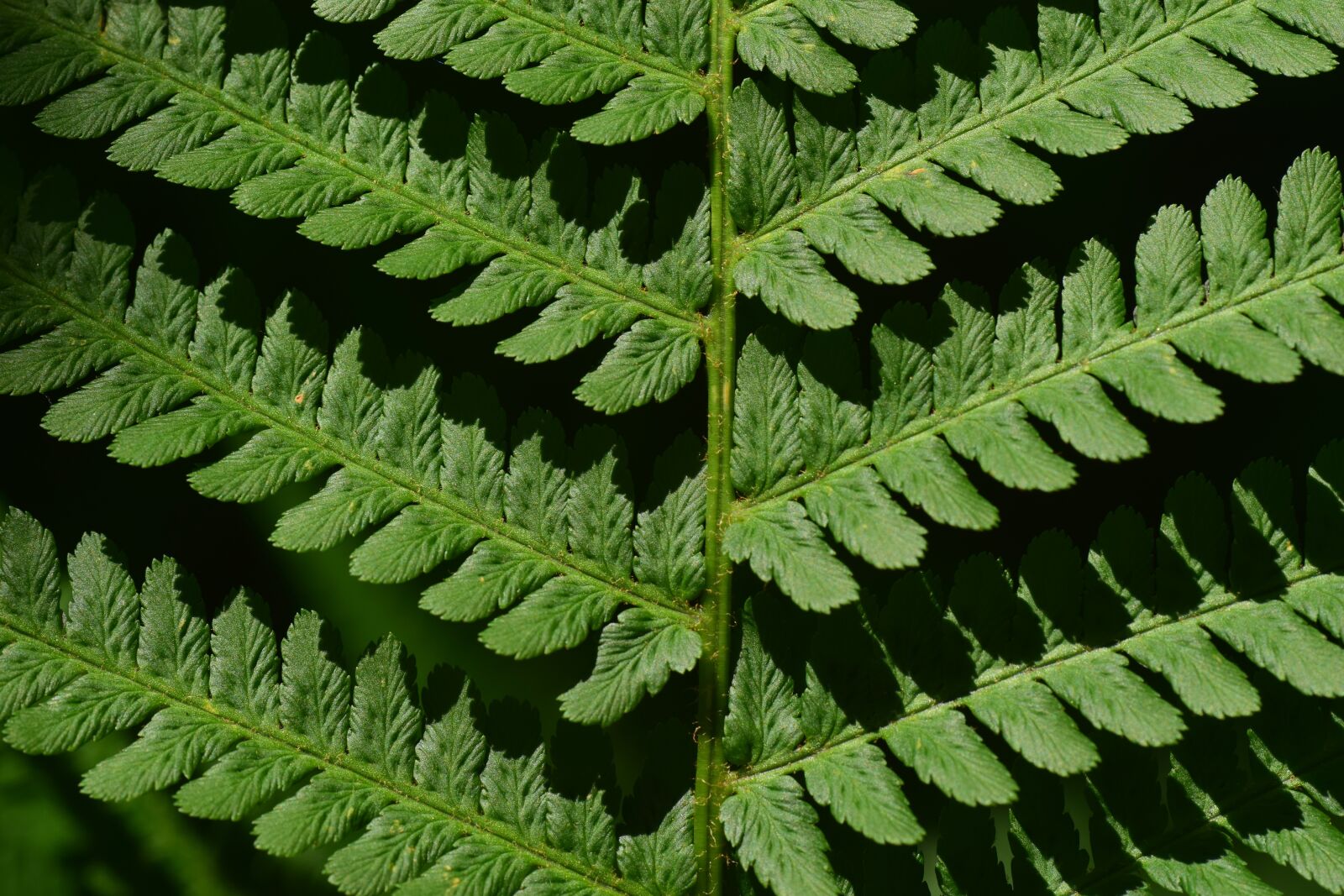 Nikon D3300 sample photo. Fern, fiddlehead, green photography