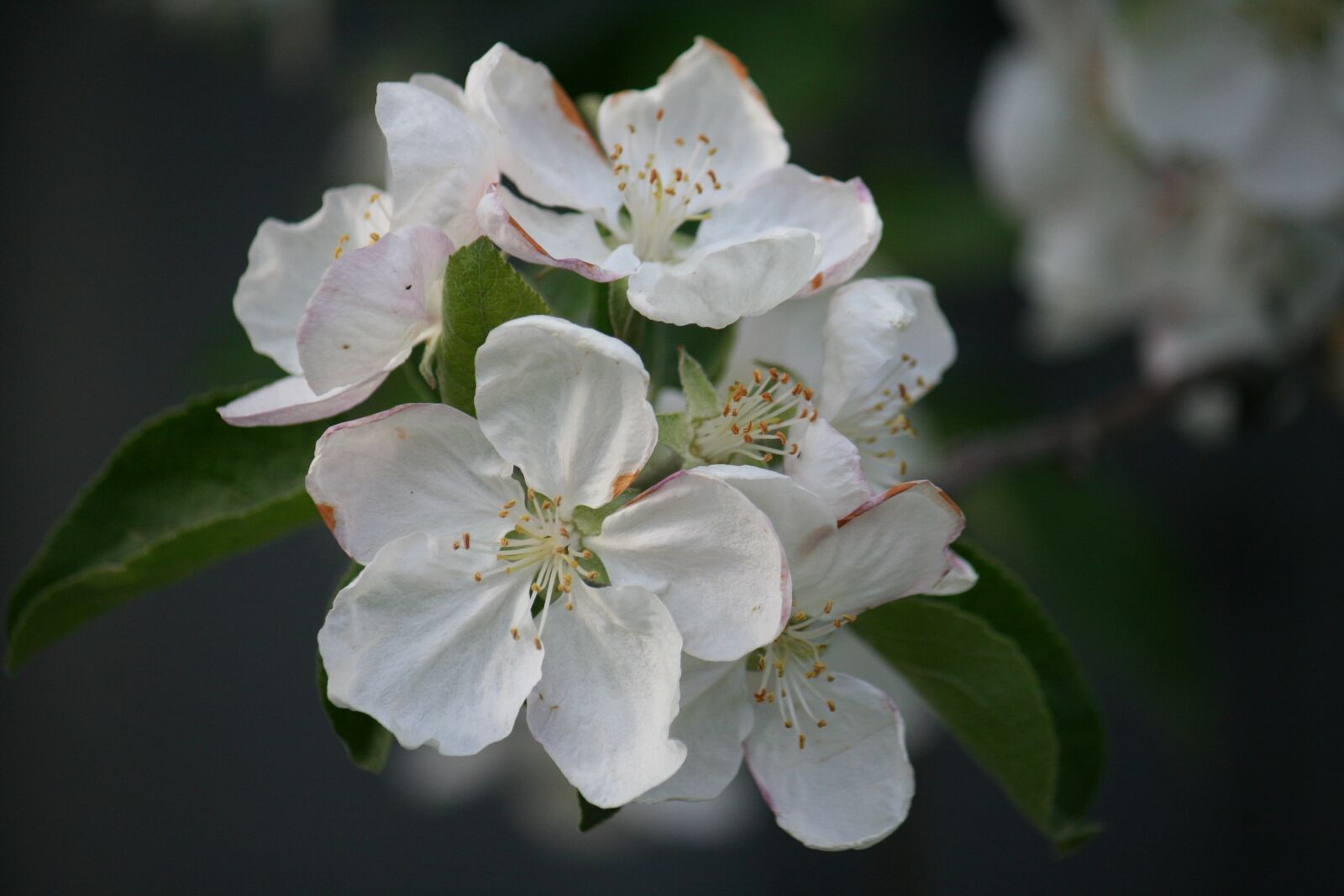 Canon EOS 350D (EOS Digital Rebel XT / EOS Kiss Digital N) sample photo. Macro flowers, white, dacha photography