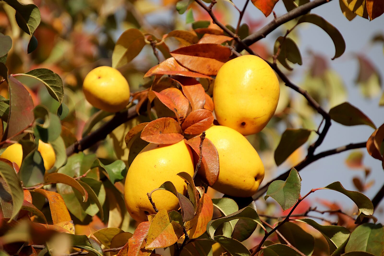 Canon EOS 800D (EOS Rebel T7i / EOS Kiss X9i) sample photo. Quince, trees, quince paste photography