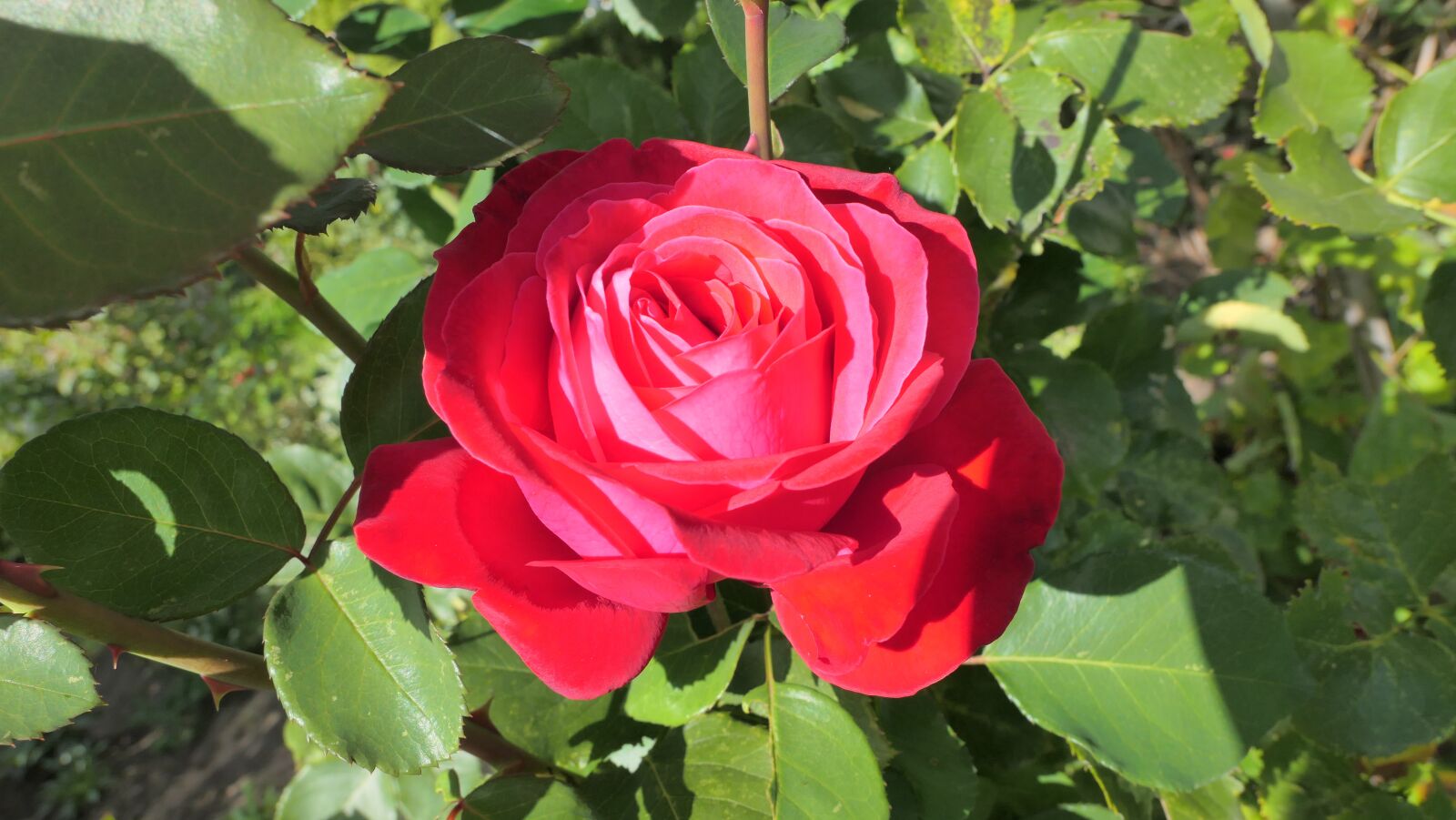 Panasonic Lumix DMC-LX10 (Lumix DMC-LX15) sample photo. Rose, red, flower photography