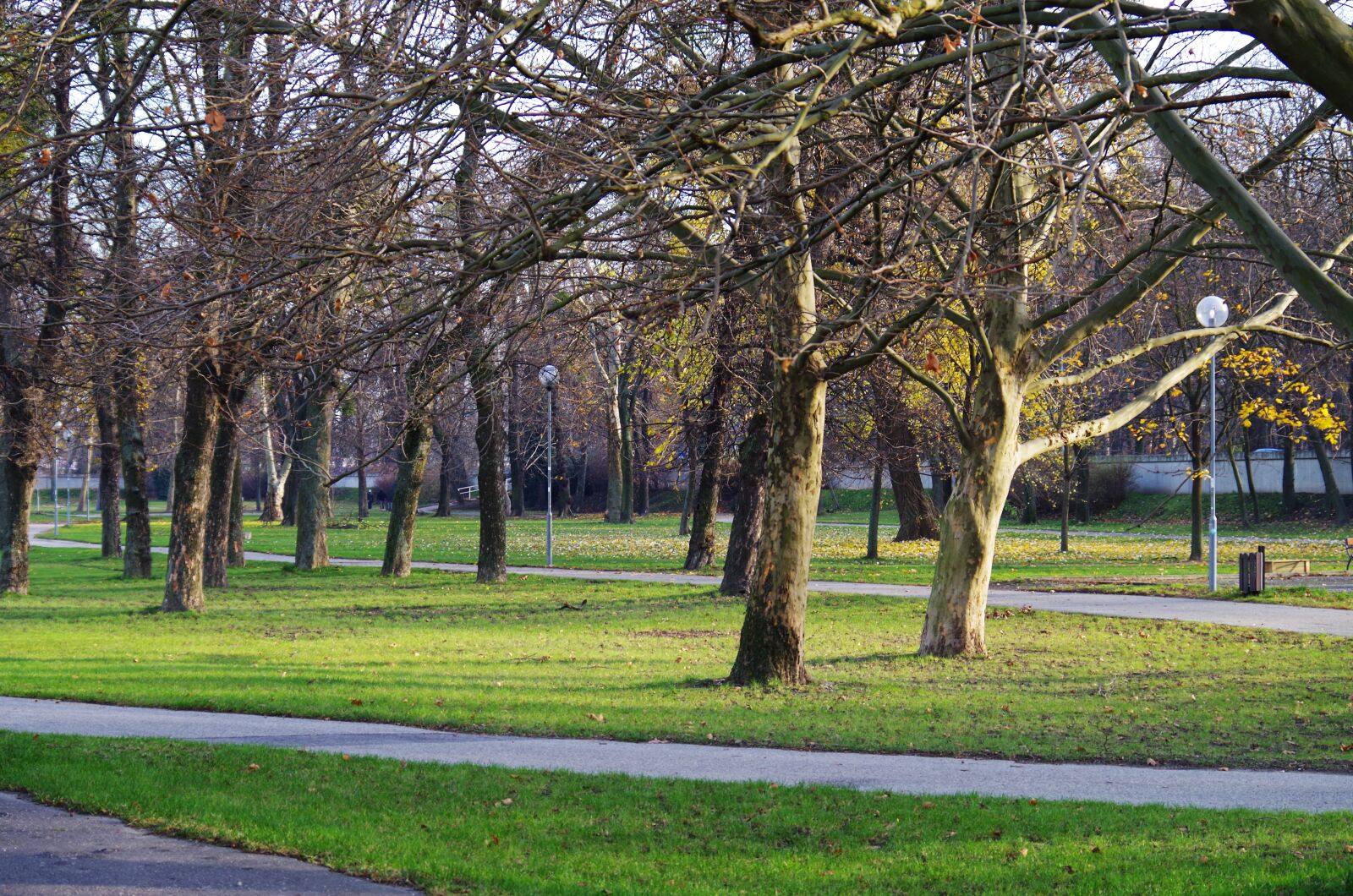 Pentax K-500 sample photo. Park, autumn, trees photography