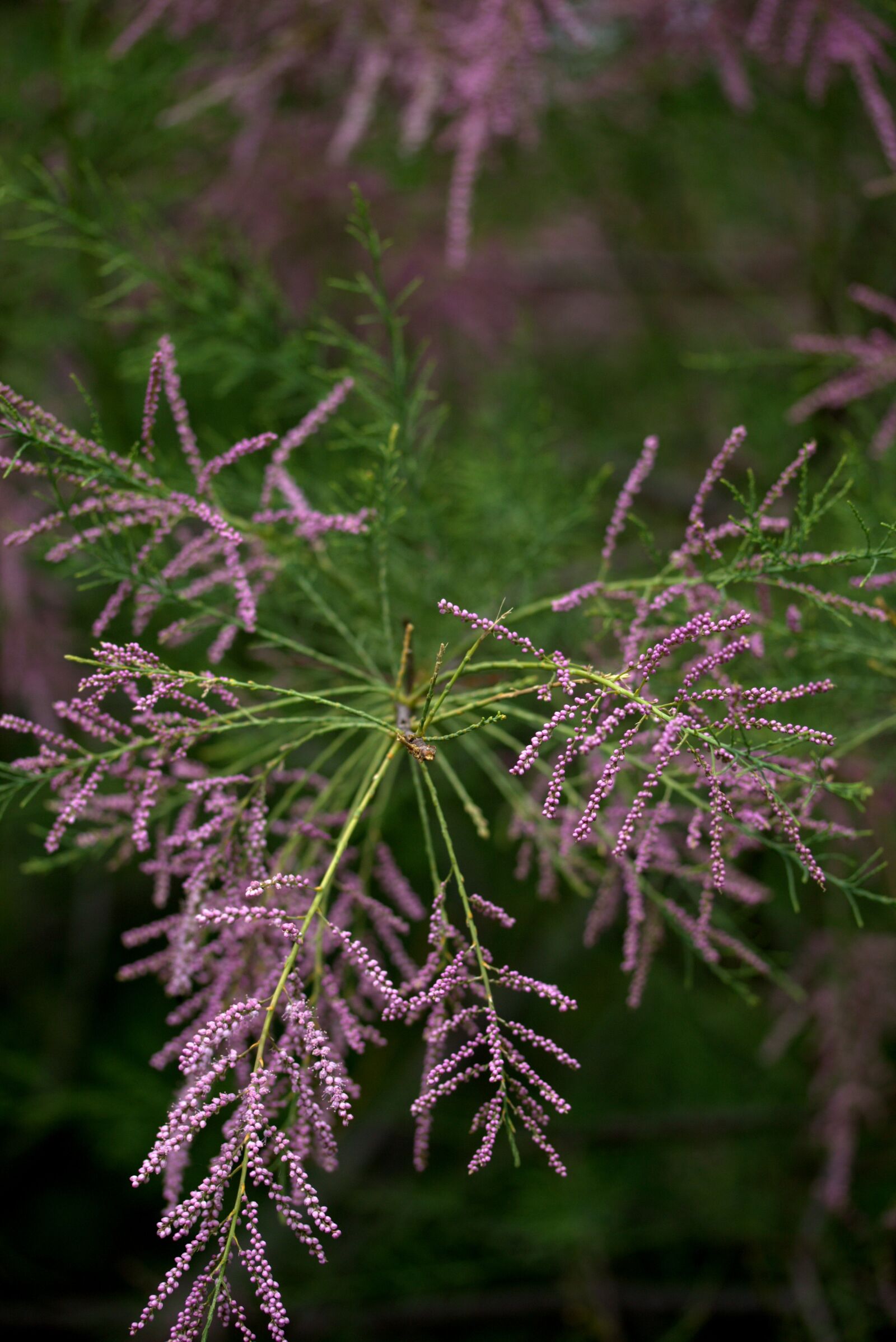 Canon EF-S 60mm F2.8 Macro USM sample photo. Tamarix tetrandra, sea buckthorn photography