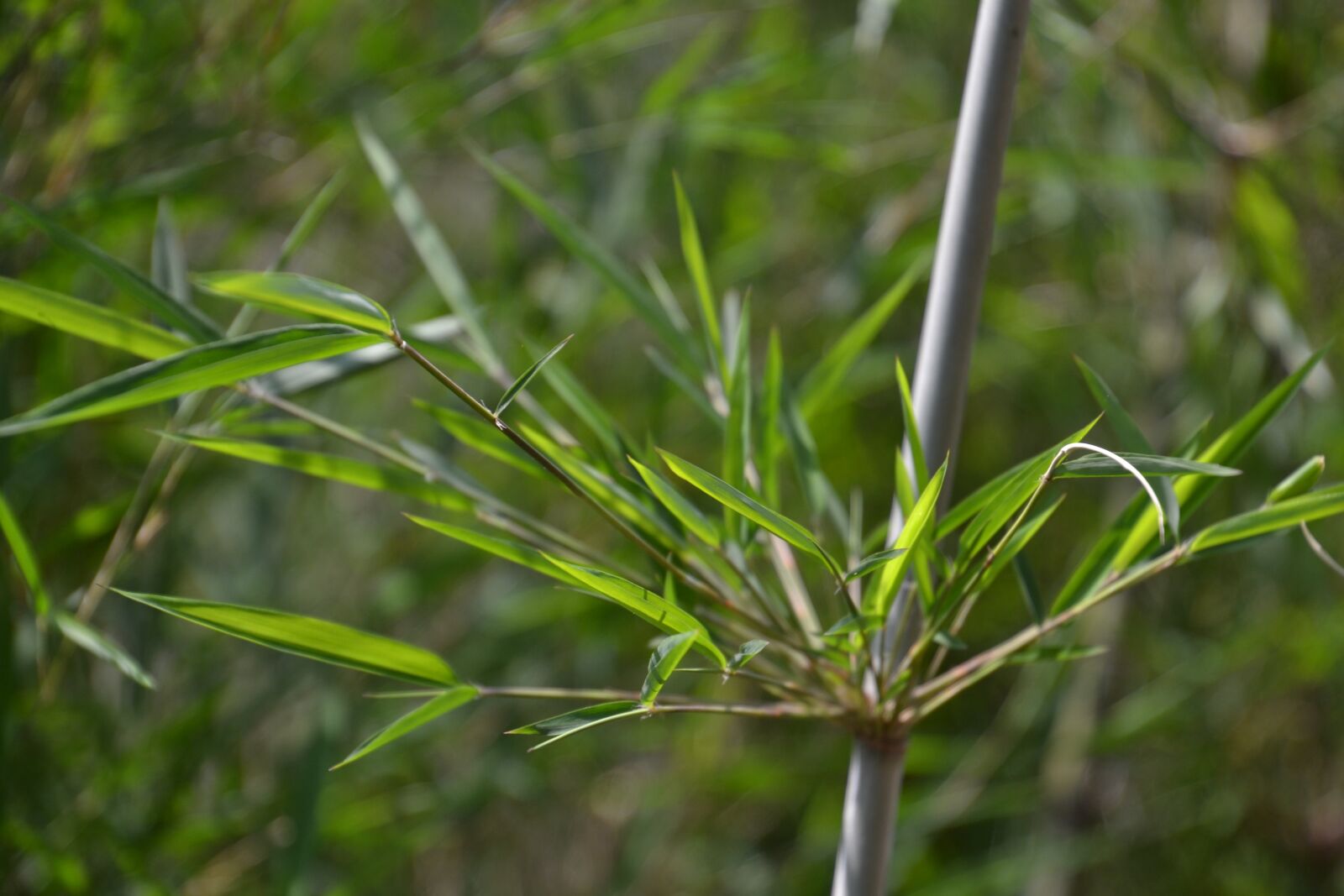 Nikon D3100 sample photo. Bamboo, plant, green photography