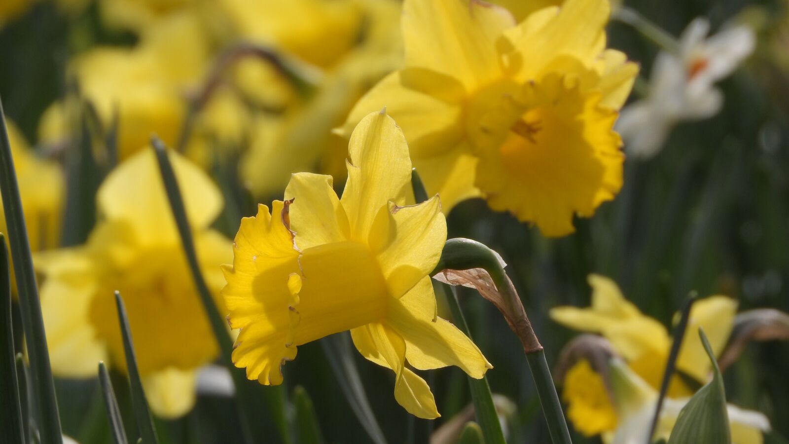 Nikon Coolpix P610 sample photo. Daffodil, spring flowers, spring photography