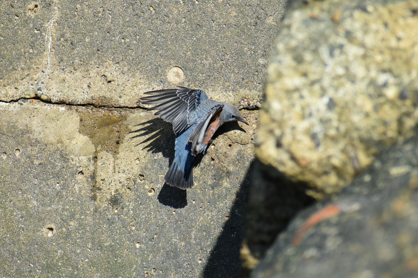 Nikon D7200 sample photo. Animal, sea, beach photography