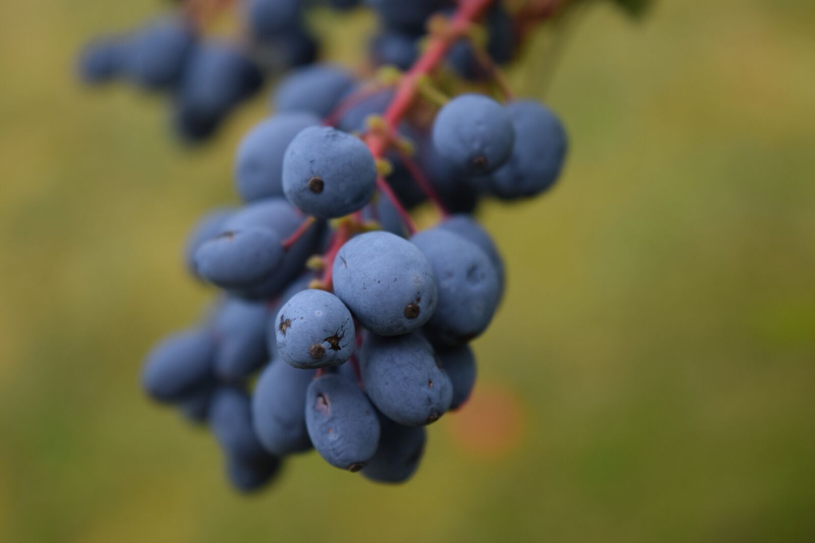 Nikon D3300 sample photo. Barberry, mahonia bealei, berries photography