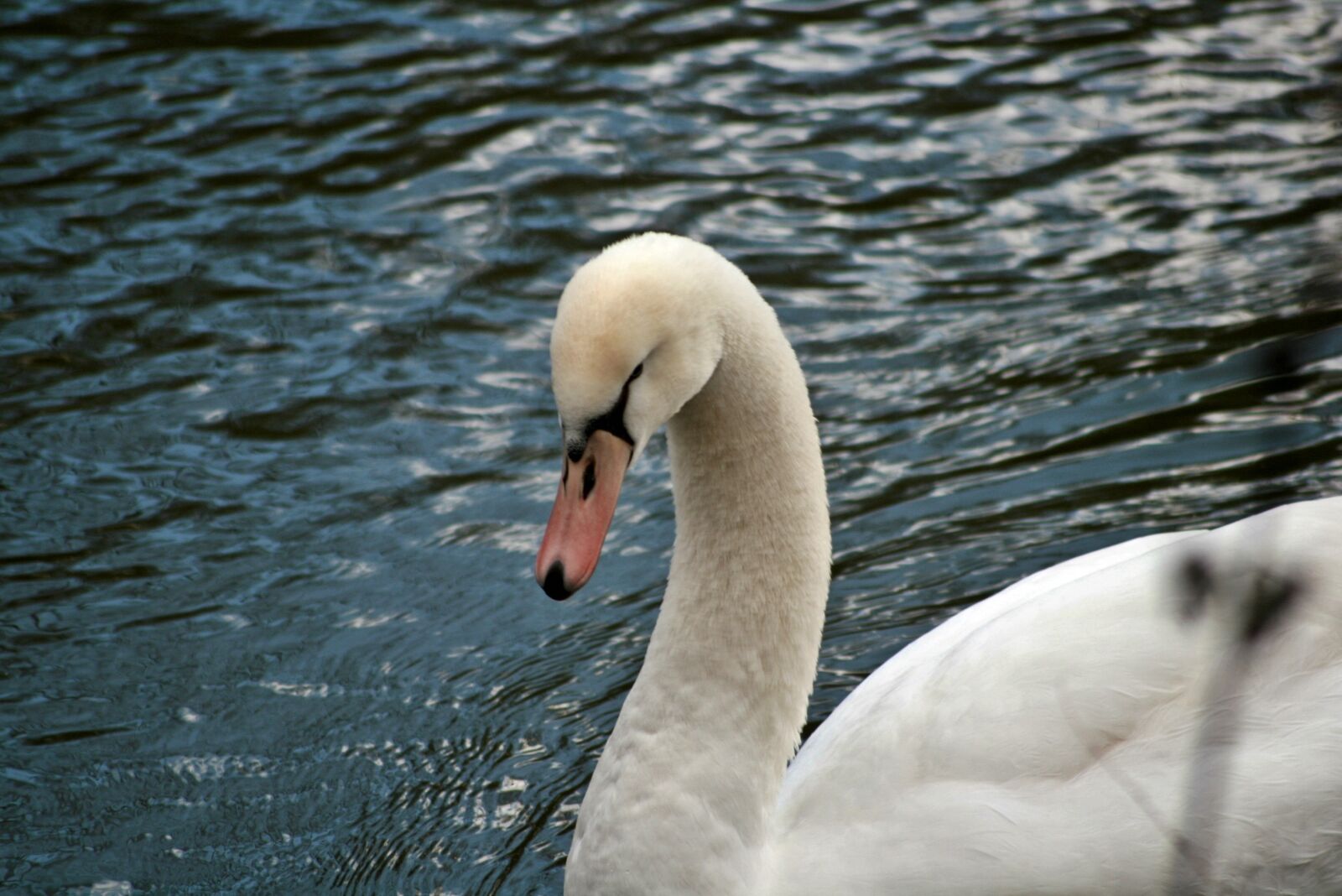 Canon EOS 400D (EOS Digital Rebel XTi / EOS Kiss Digital X) sample photo. Swan, plumage, water photography