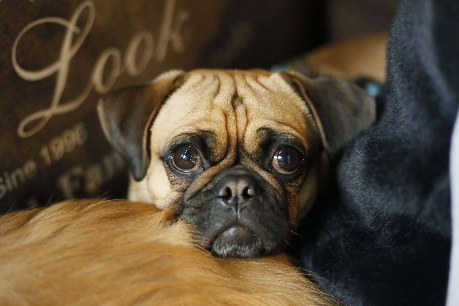 Canon EOS 6D + Canon EF 50mm F1.8 STM sample photo. Dog, animal, canine photography