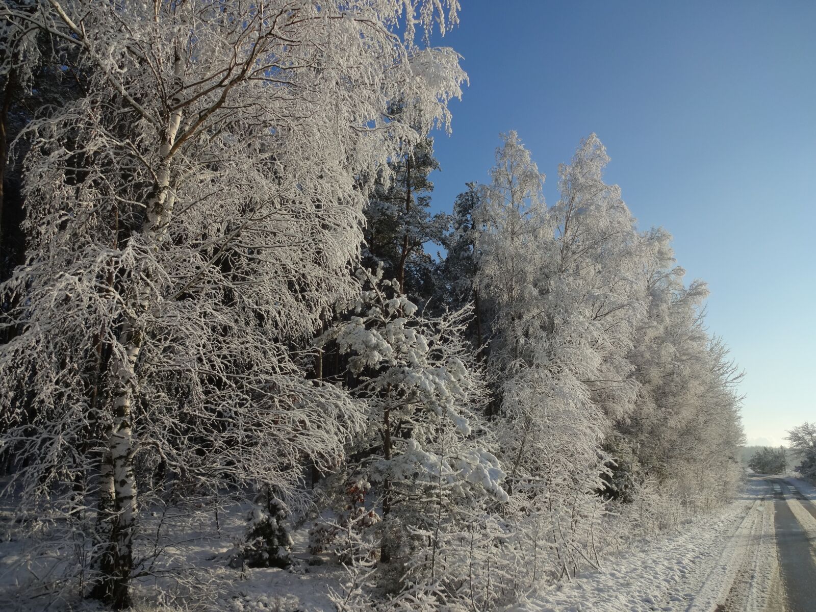 Sony DSC-WX100 sample photo. Winter, frost, biel photography