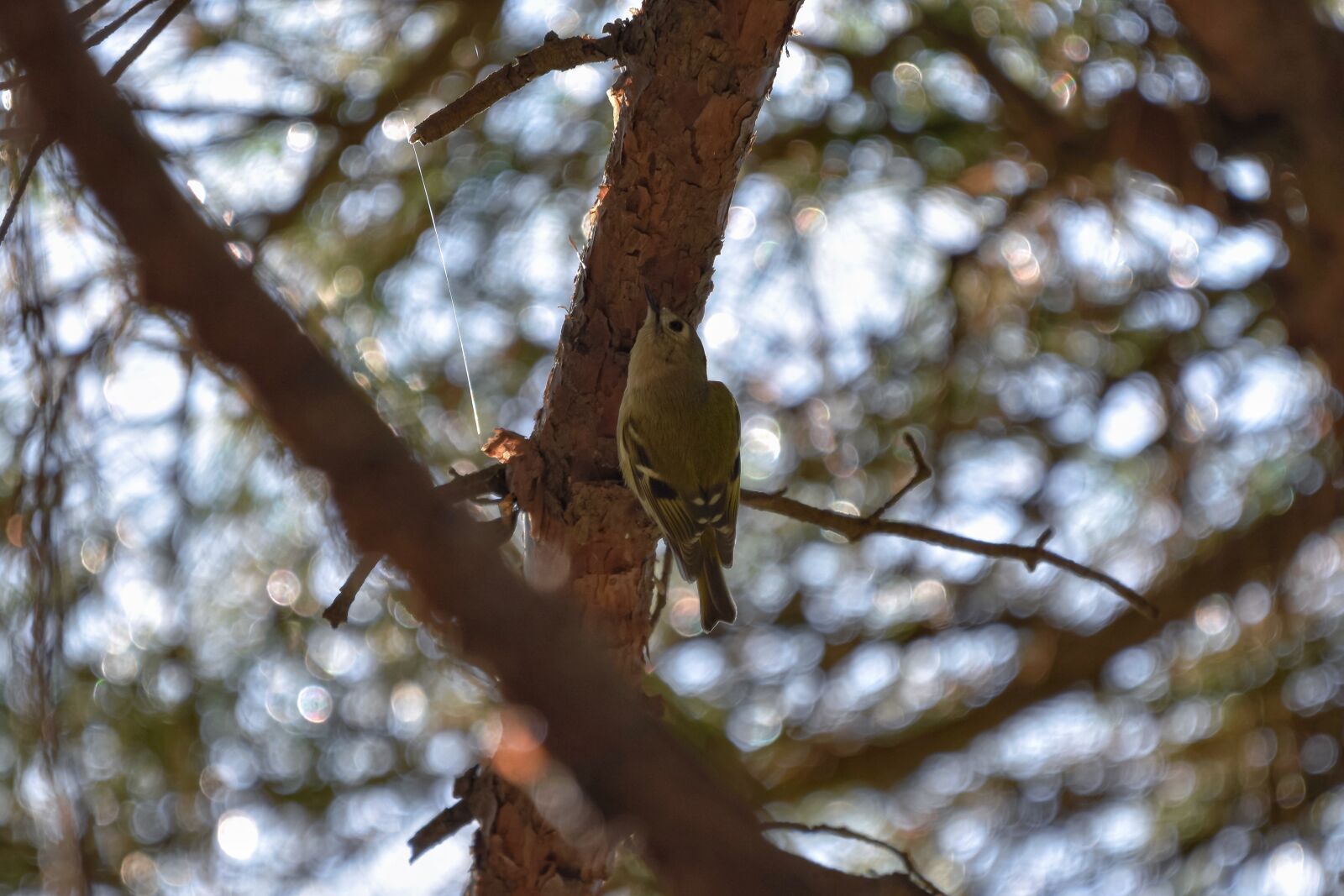Nikon D7200 sample photo. Animal, forest, sunbeams photography