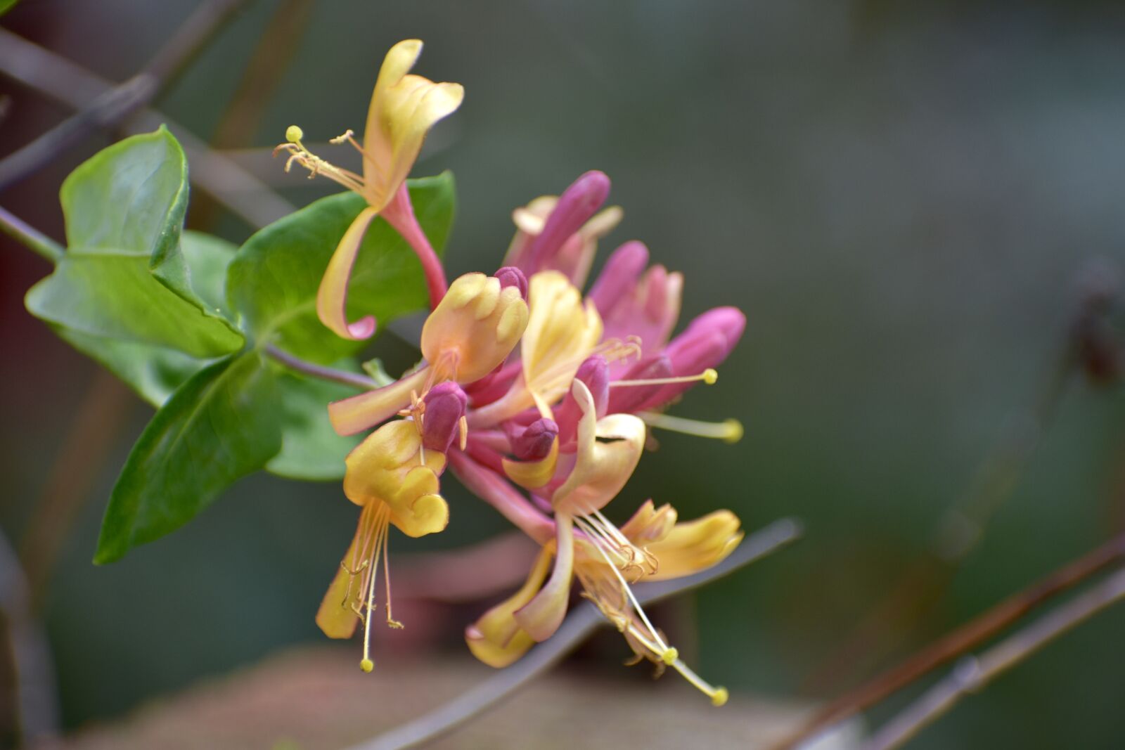 Nikon D3400 sample photo. Honeysuckle, yellow, pink photography