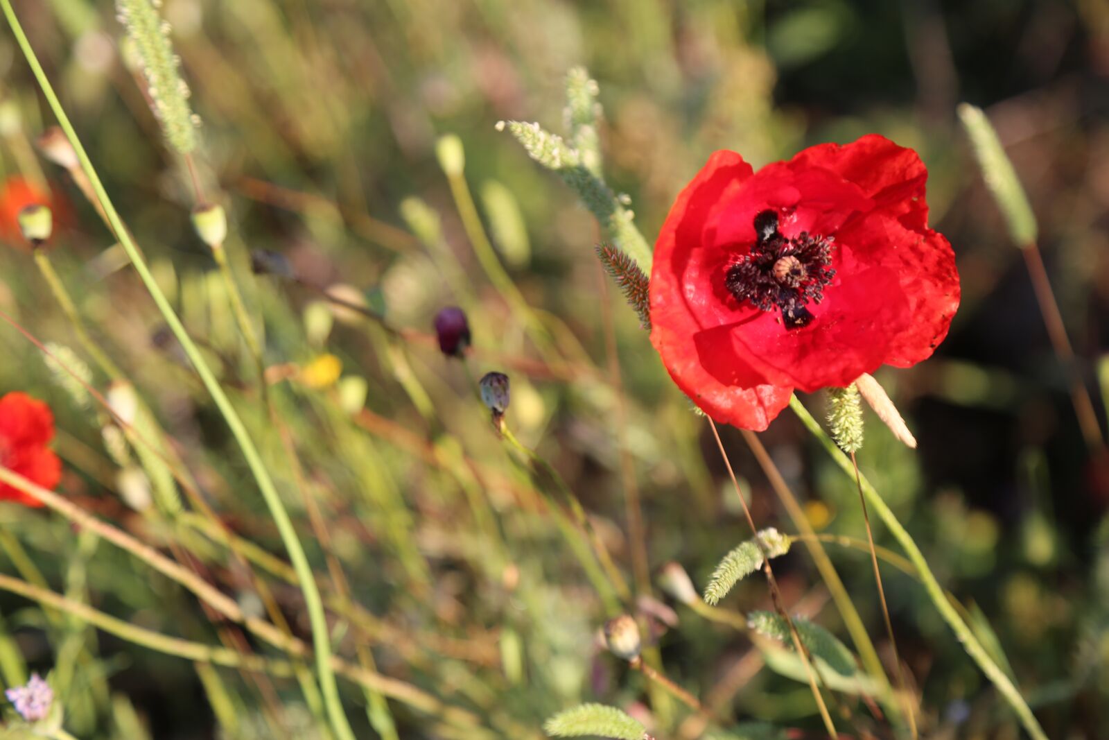 Canon EF 24-105mm F4L IS USM sample photo. Spring, flower, spring flowers photography