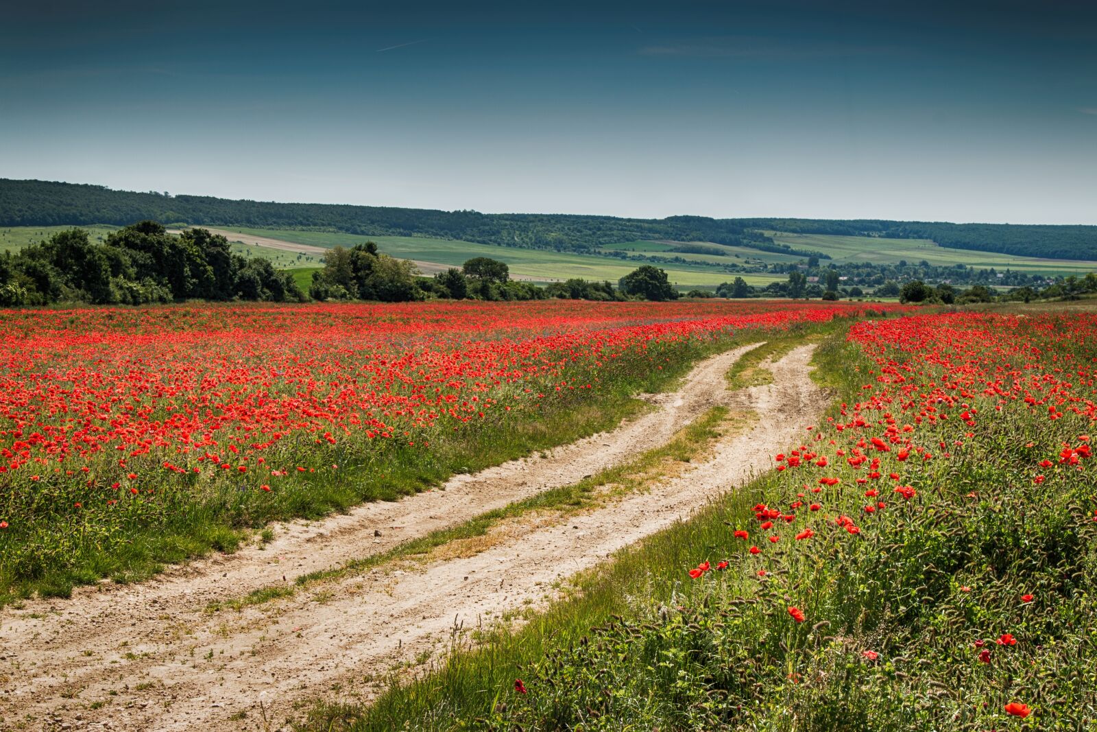 Canon EOS 70D + Canon EF 24-105mm F4L IS USM sample photo. Poppy, field, landscape photography