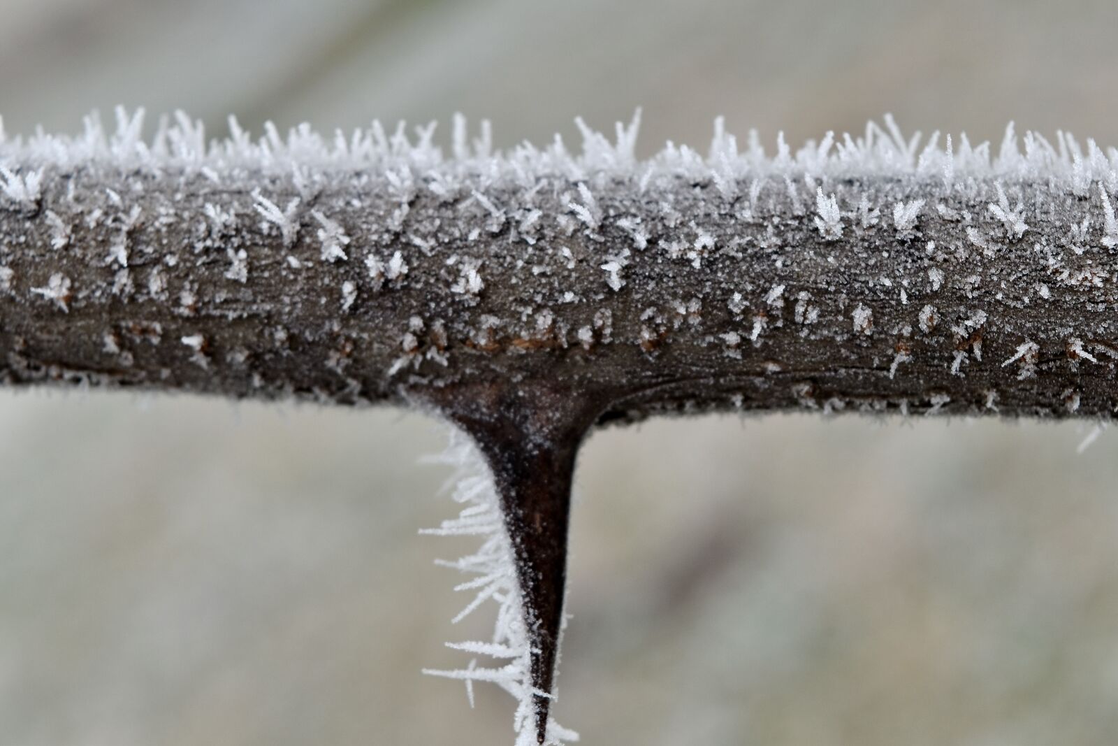Nikon D5500 sample photo. Close-up, detail, frost, frozen photography