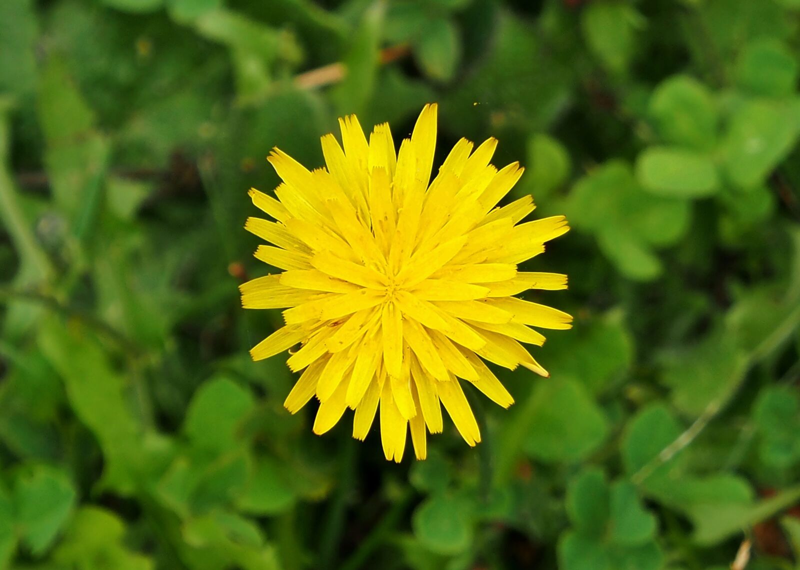 Olympus OM-D E-M5 sample photo. Nature, plant, flower photography