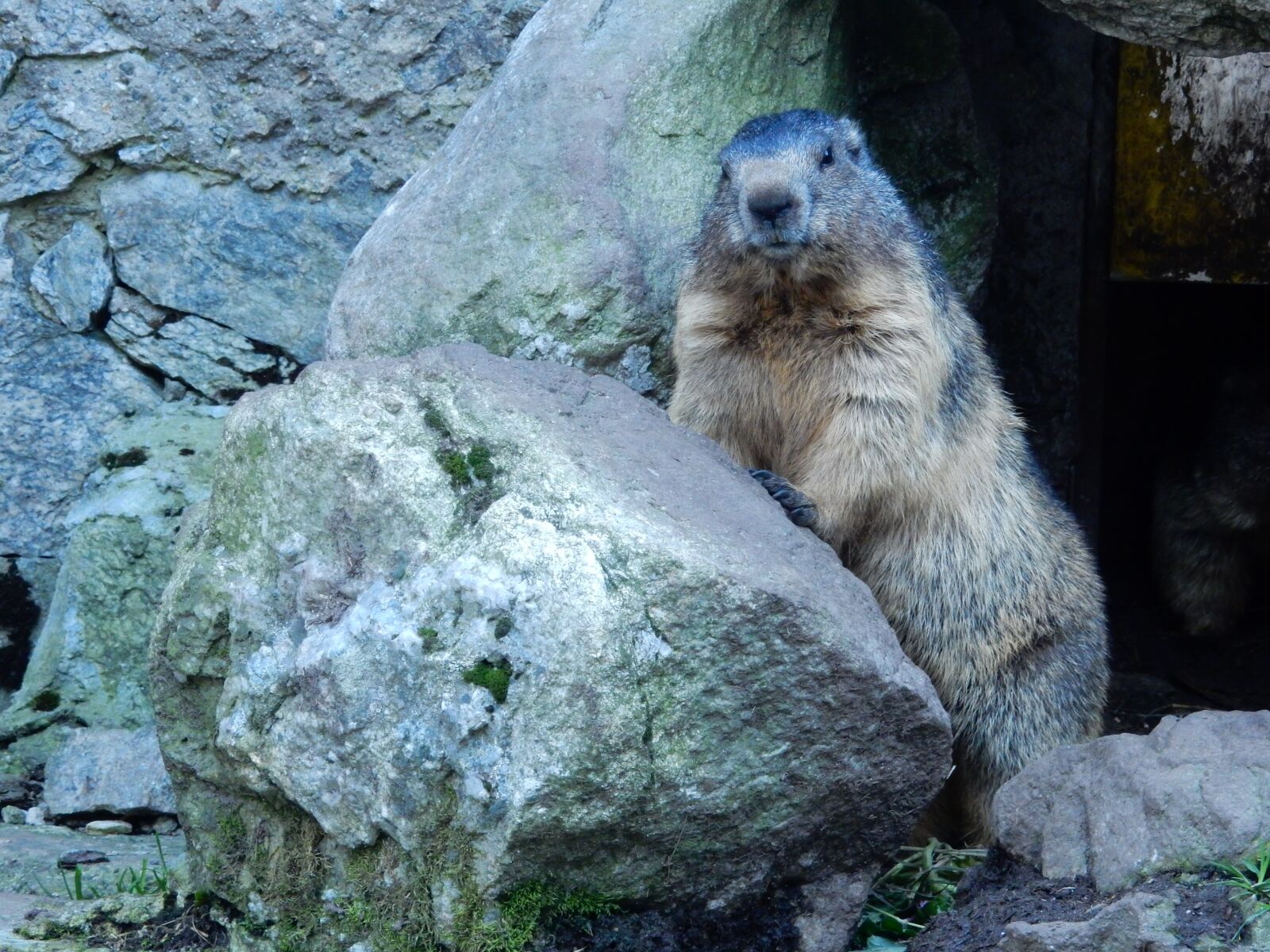 Nikon Coolpix S9900 sample photo. Marmot, groundhog, posing photography