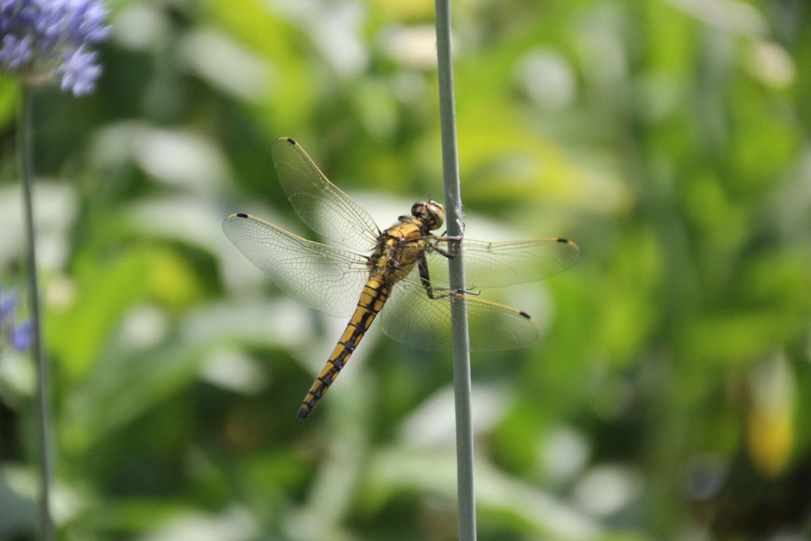 Canon EOS 60D sample photo. Dragonfly, garden, insect photography