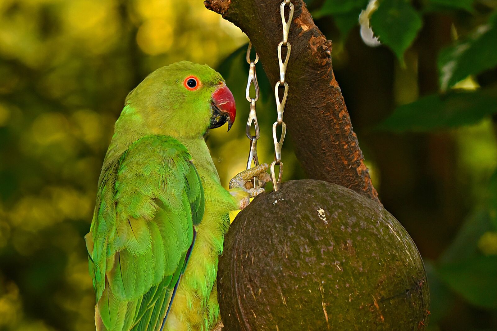 Nikon D750 sample photo. Rose-ringed parakeet, bird, animal photography