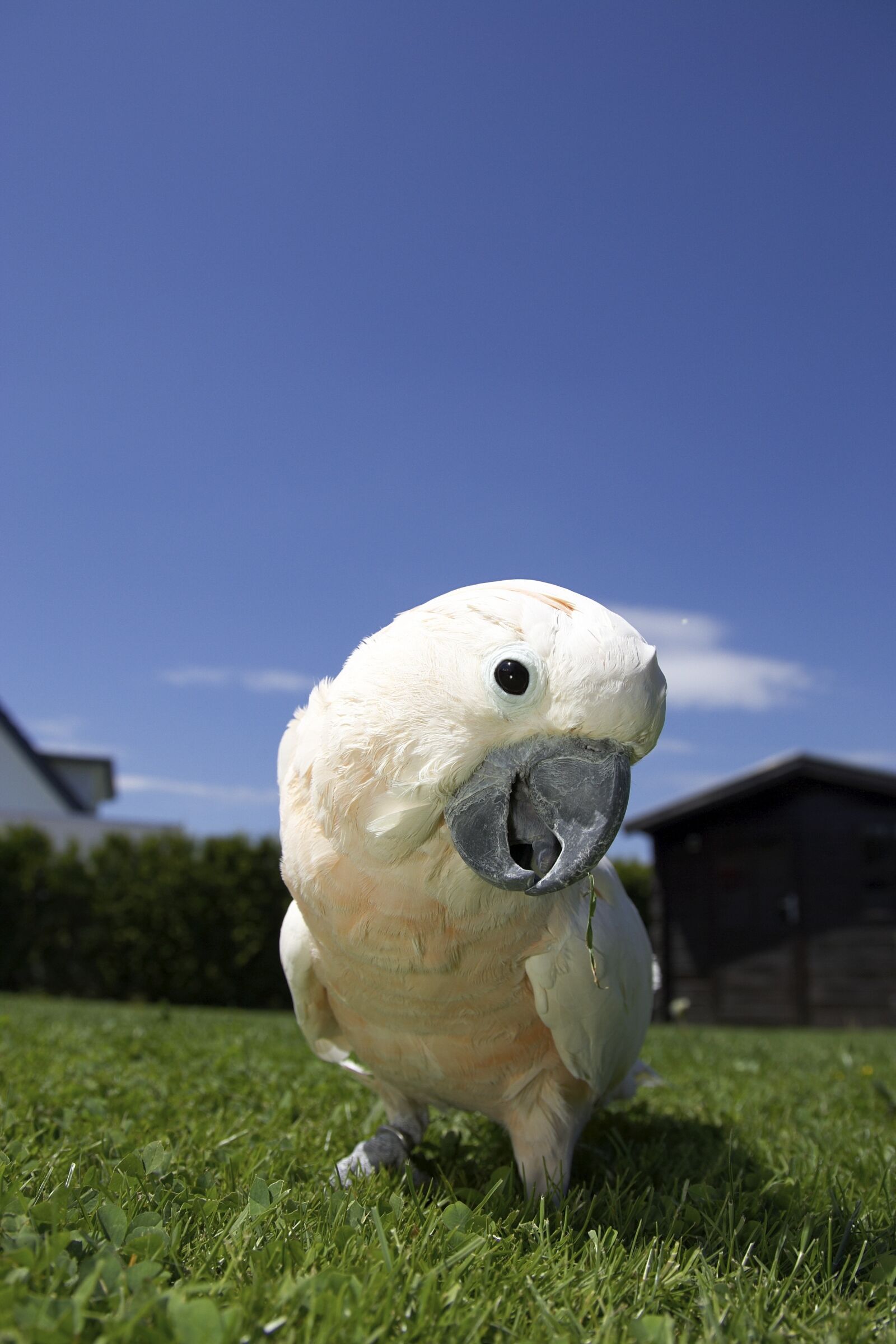 Canon EOS-1D Mark II sample photo. Cockatoo, salmon-crested cockatoo, bird photography