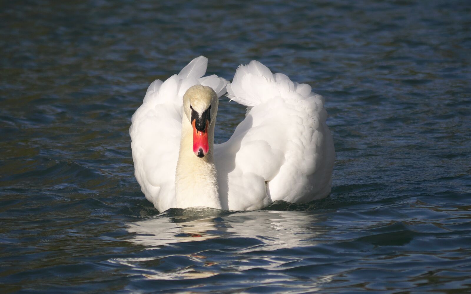 Panasonic Lumix DMC-GX7 sample photo. Nature, birds, swan photography