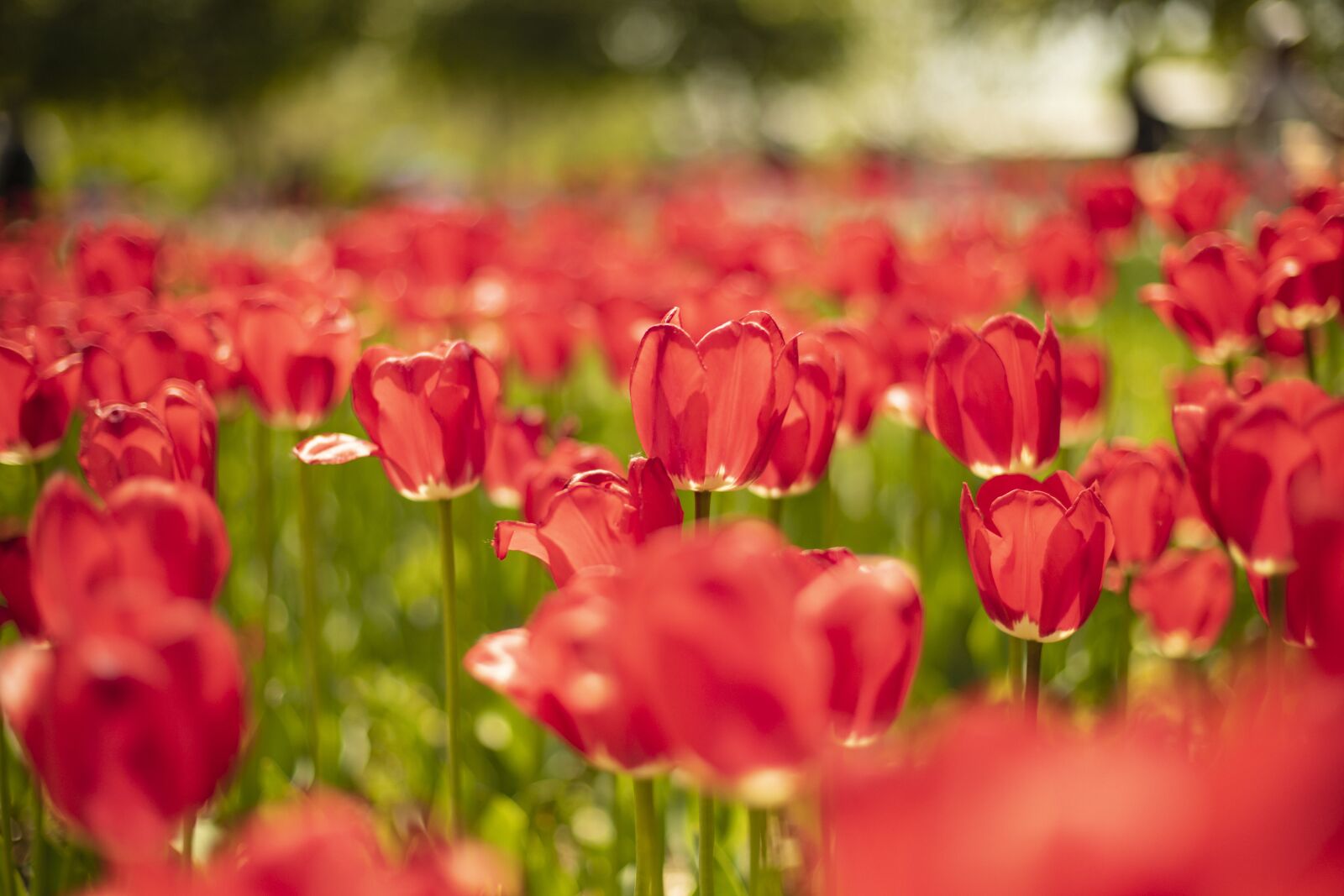 Canon EOS 6D Mark II sample photo. Tulips, red, spring photography