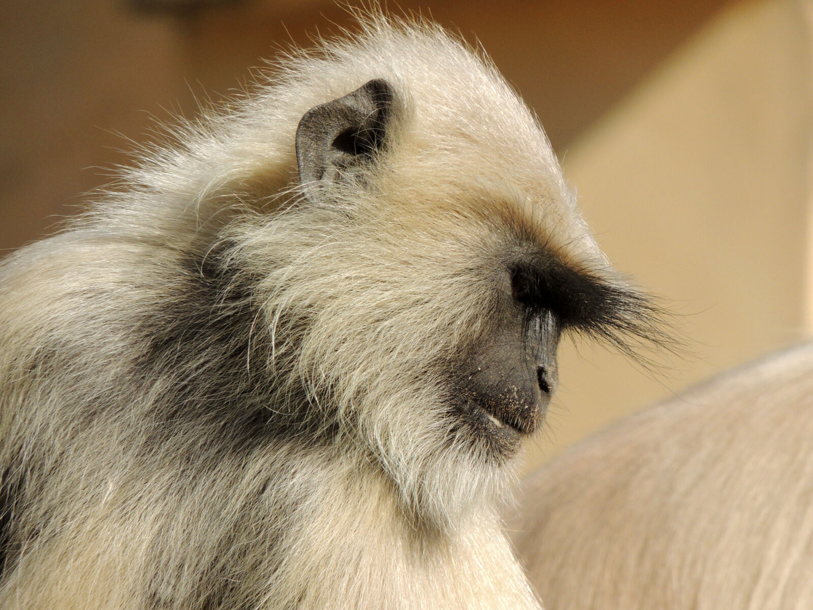 Nikon Coolpix P510 sample photo. India, jaipur, monkey photography