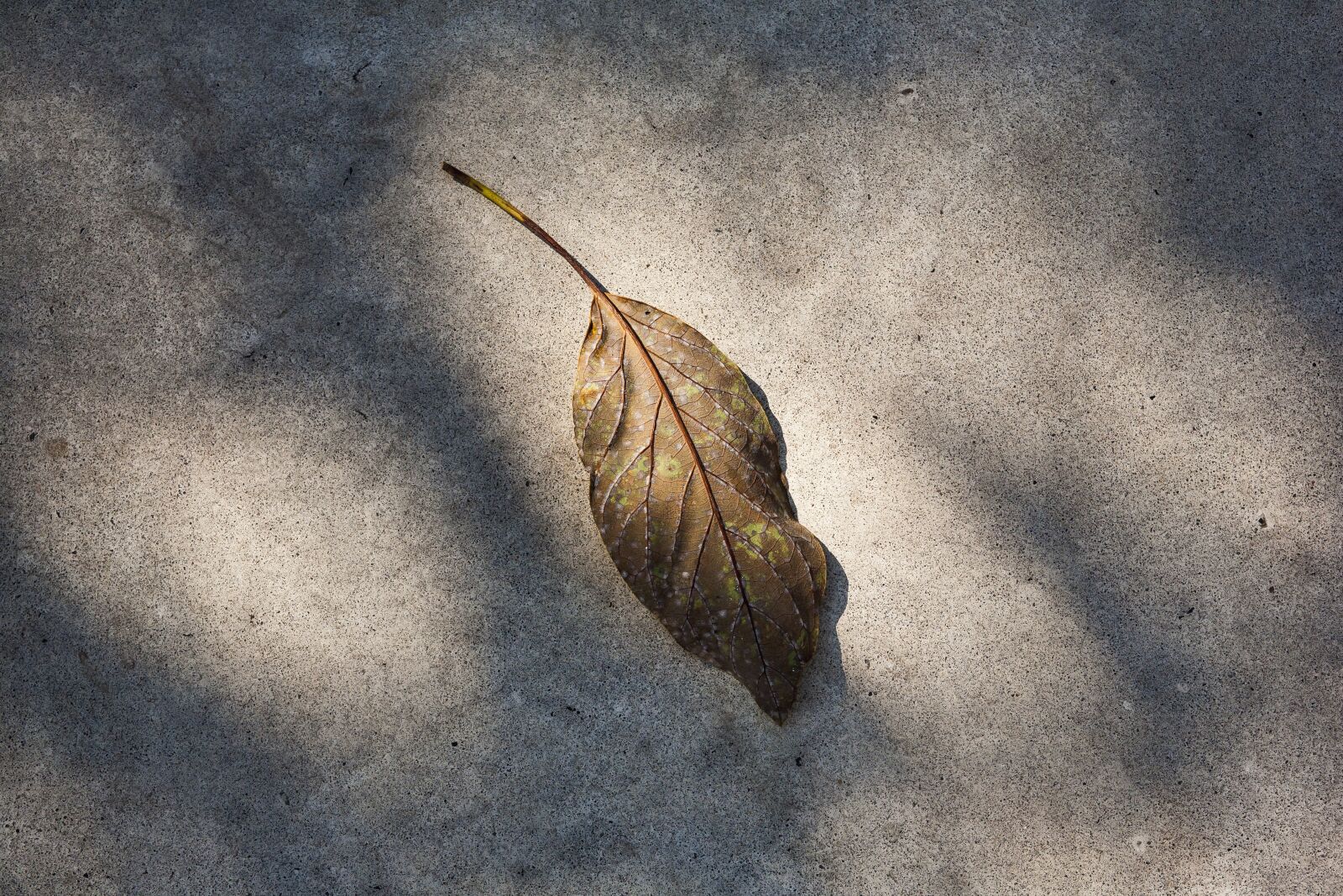 Canon EOS 5D + Canon EF 85mm F1.8 USM sample photo. Leaf, nature, red leaves photography