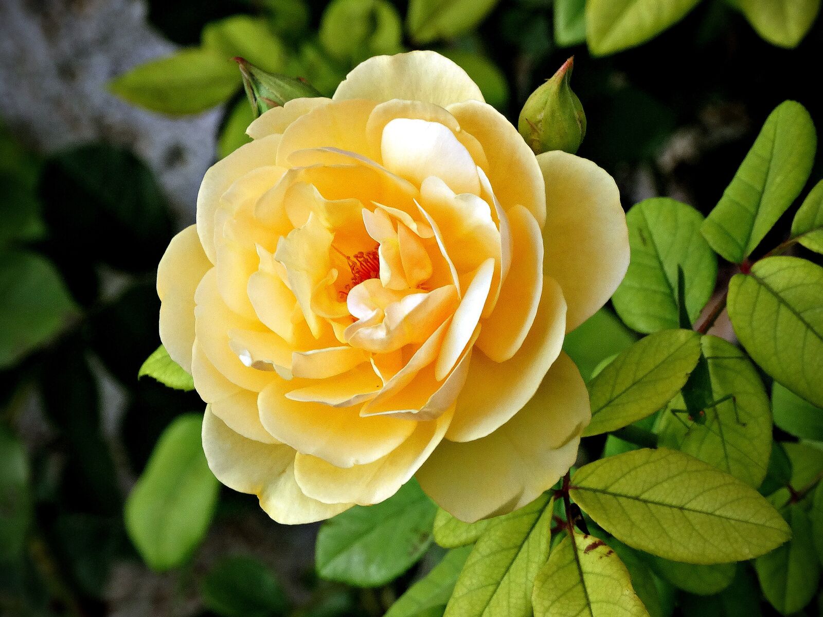 Sony Cyber-shot DSC-HX300 sample photo. Yellow flower, rosa, bloom photography