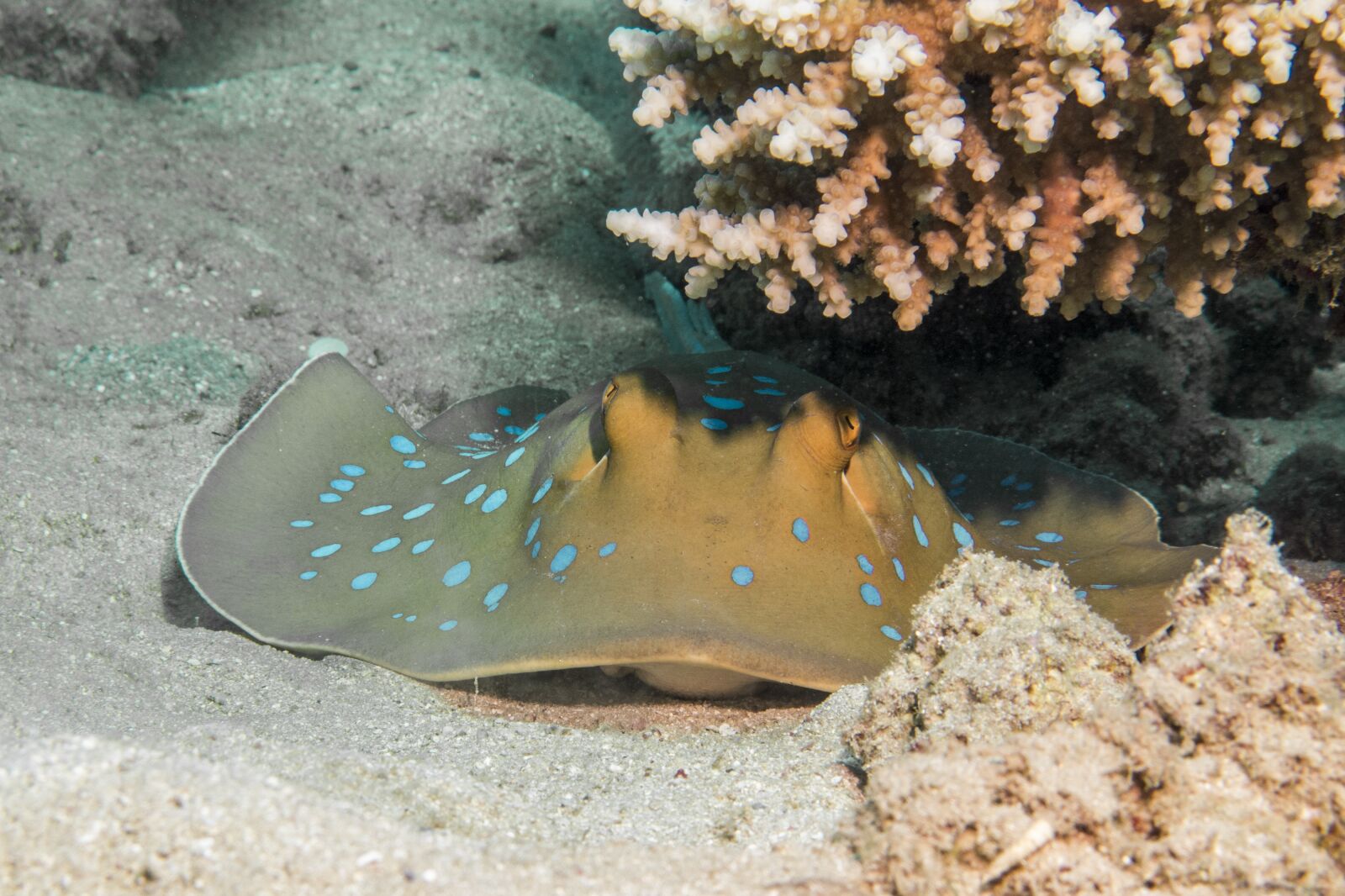 Canon PowerShot G16 sample photo. Blue spotted stingrays, rays photography