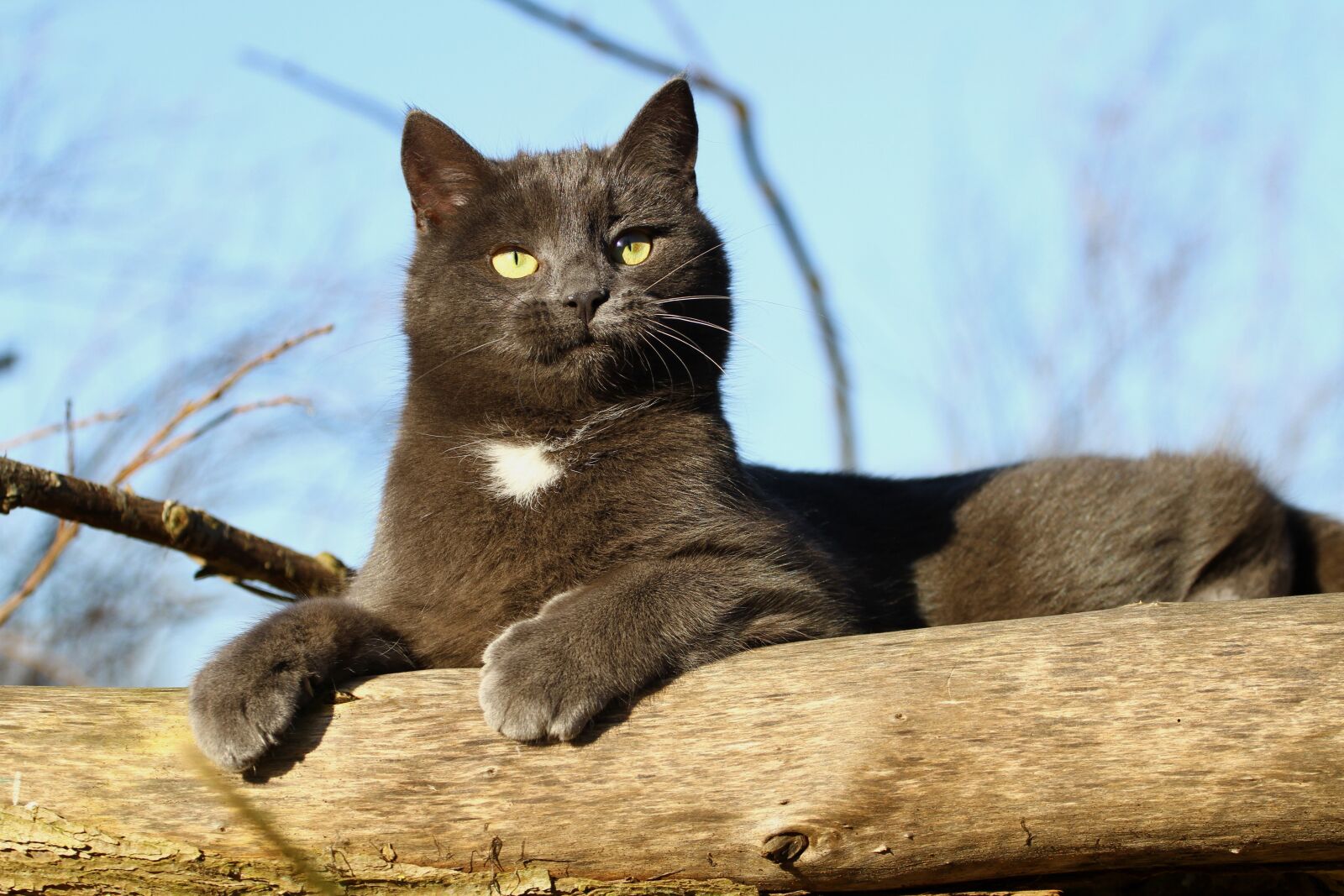 Canon EOS 7D sample photo. Mimi, cat, 2 years old photography