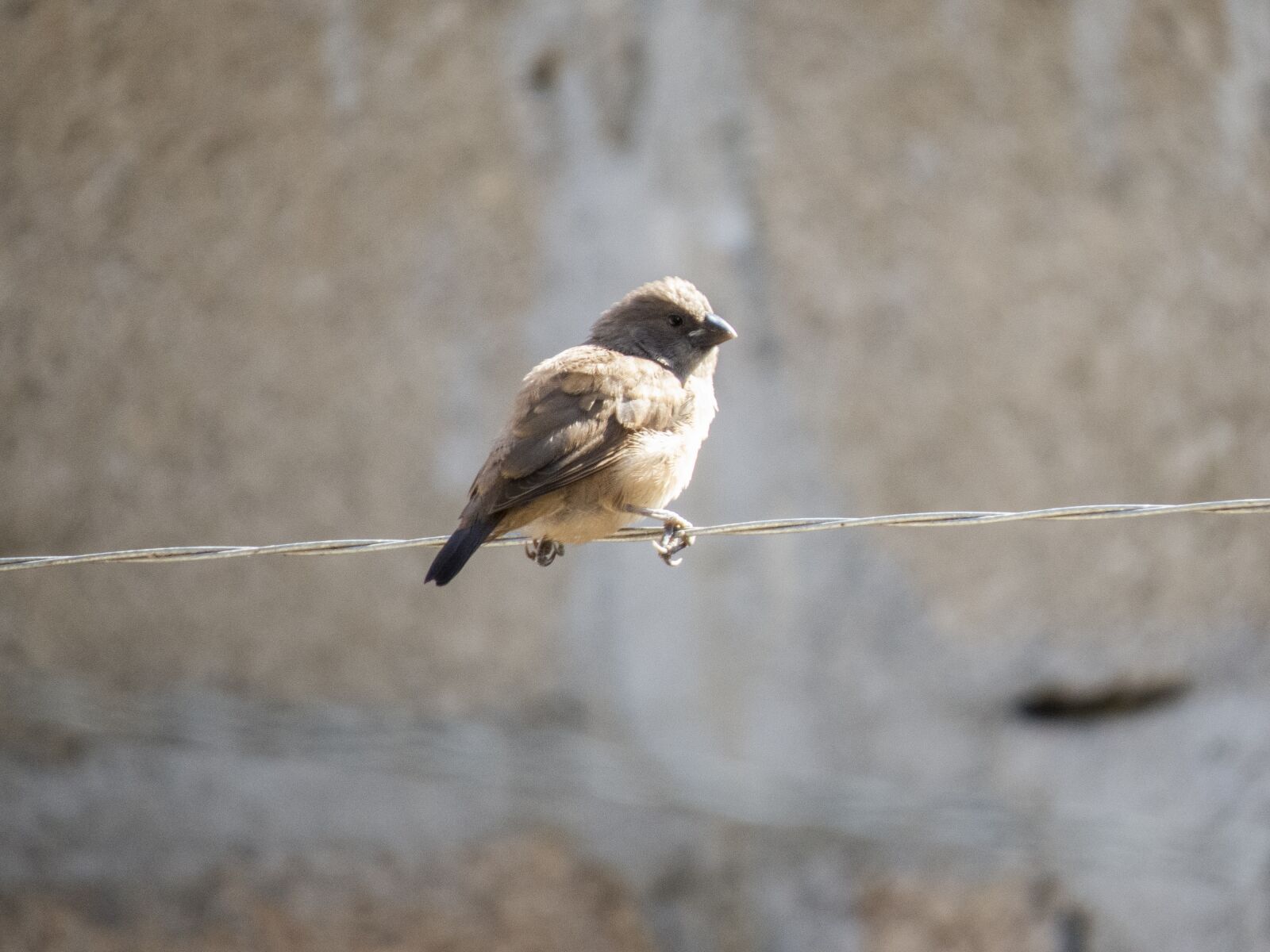 Canon PowerShot SX50 HS sample photo. Sparrow, bird, animal photography