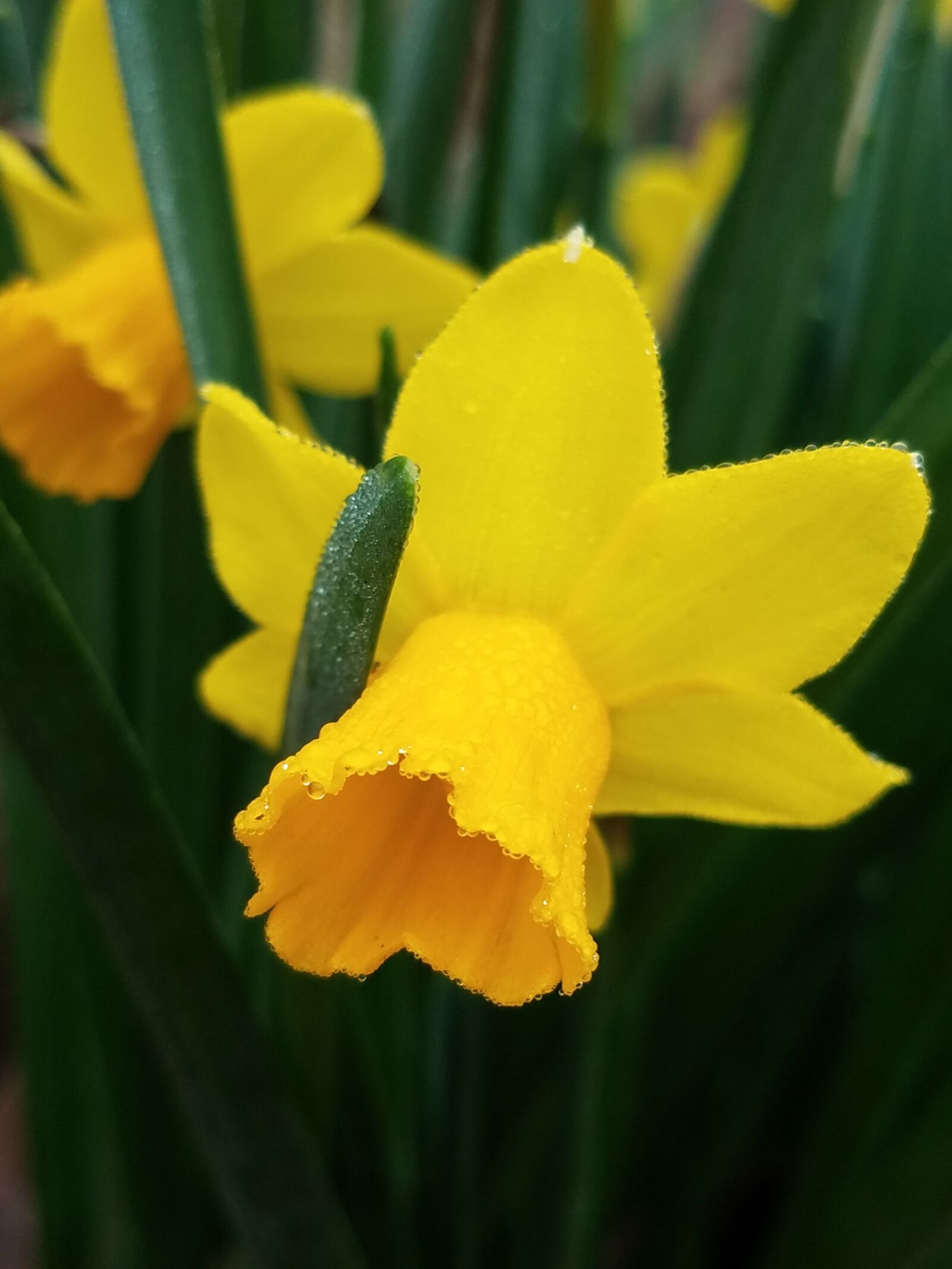 Samsung Galaxy S7 sample photo. Spring, yellow, flowers photography