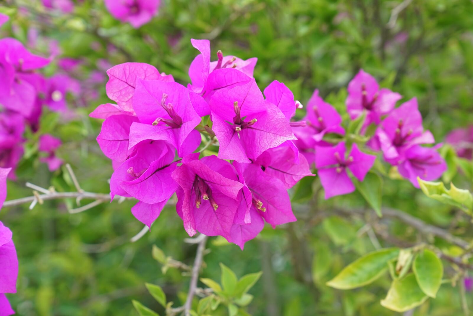 Sony a7S + Sony FE 24-70mm F2.8 GM sample photo. Bougainvillea, ornamental vines, malaysia photography